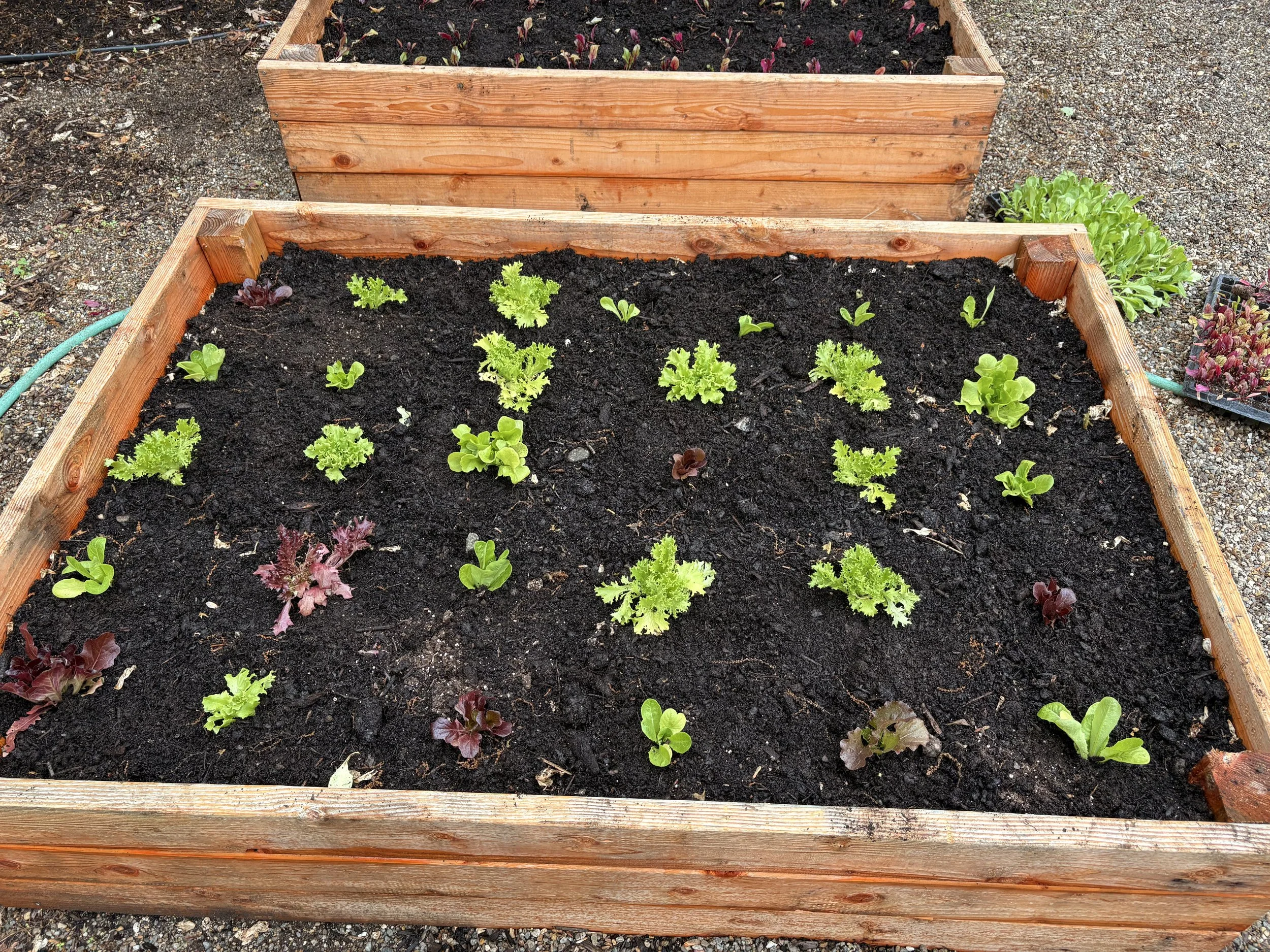 A wooden garden bed with dark soil and young lettuce and leafy greens growing. Another similar garden bed is visible in the background.