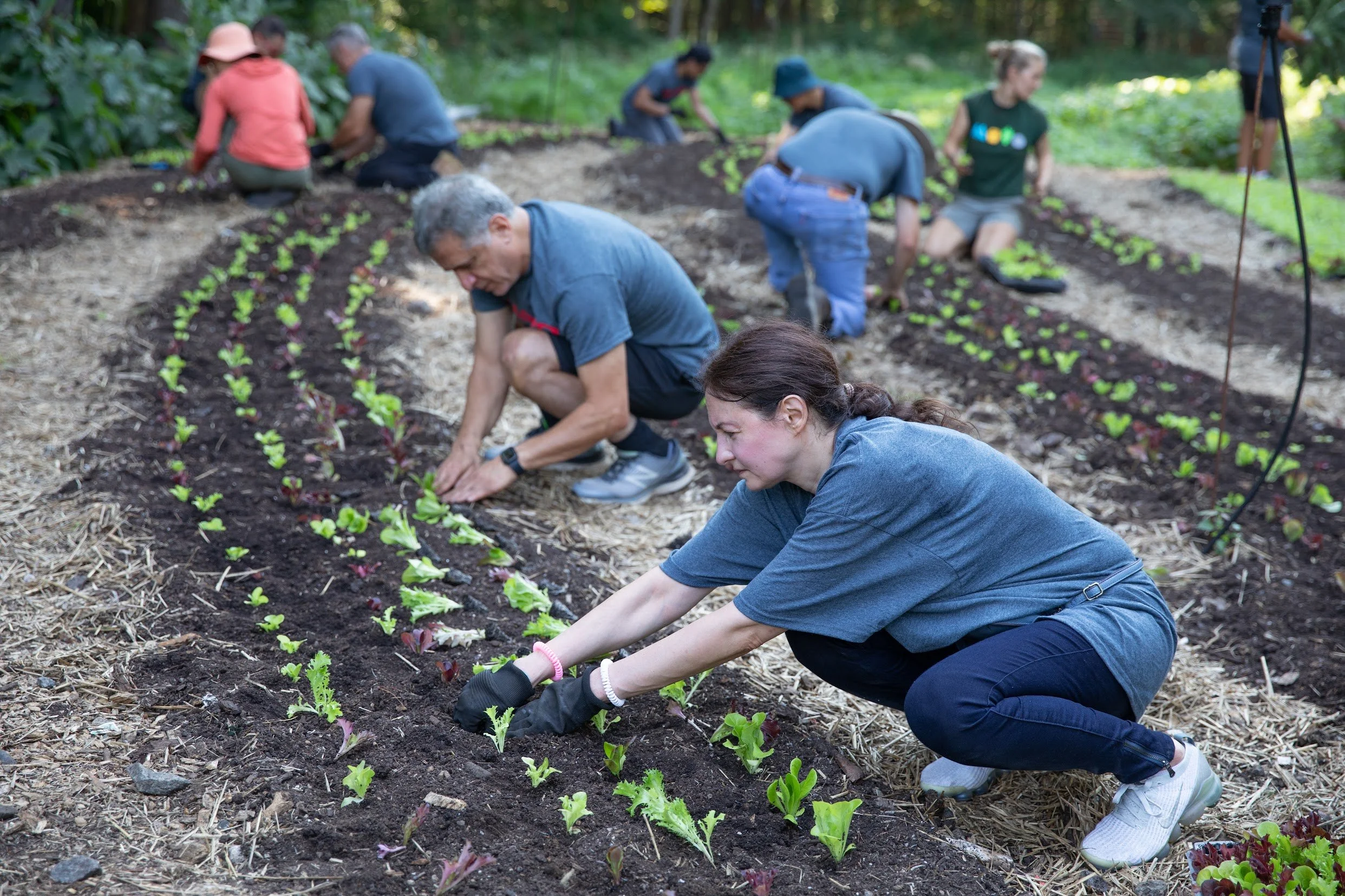 05/31/26 Sunday Farm Volunteer Day