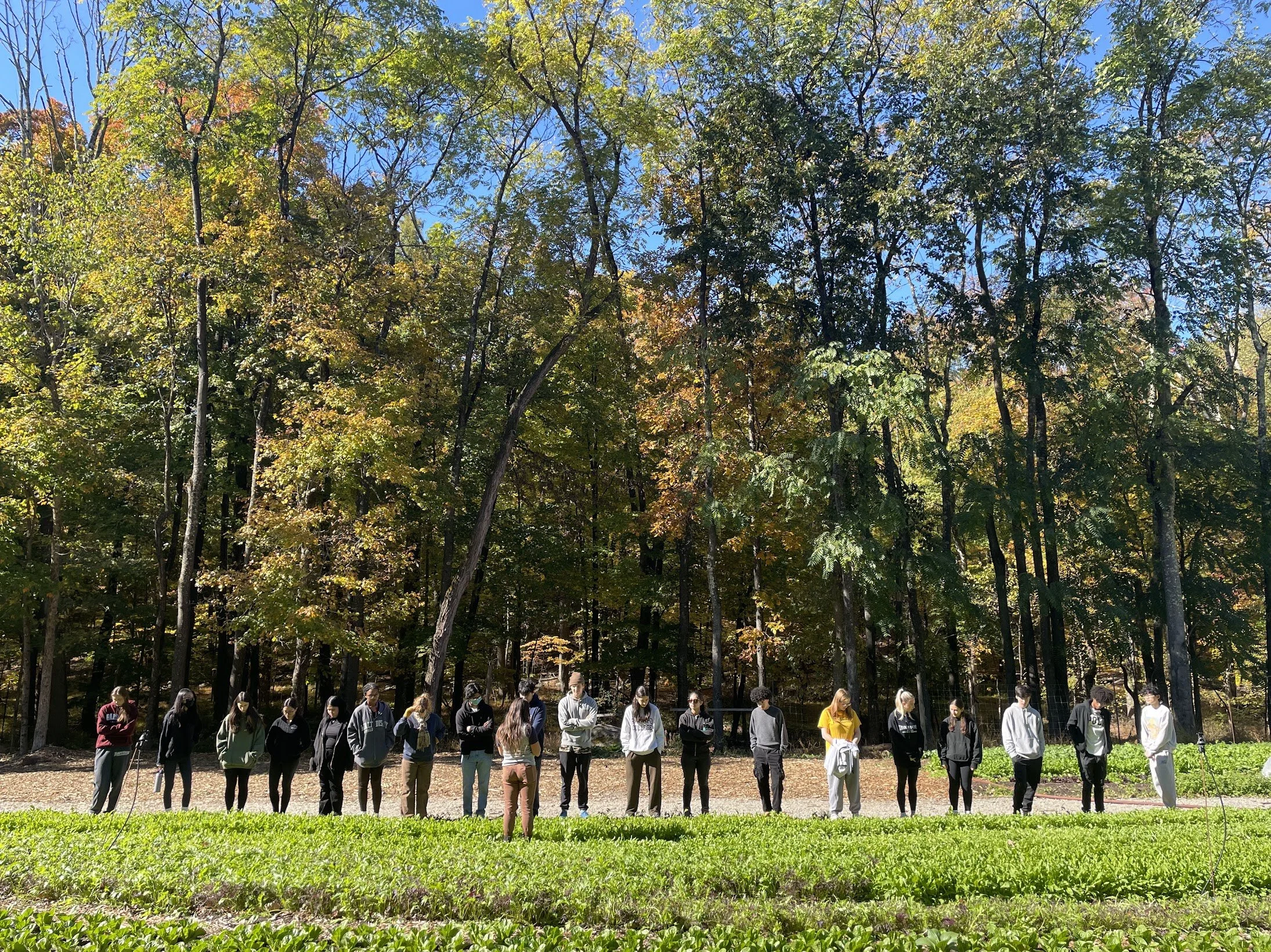 10/11/26 Fall Wild Food Walk