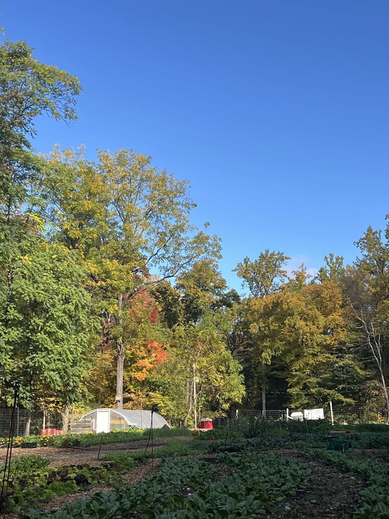 11/08/26 LAST Sunday Farm Volunteer Day