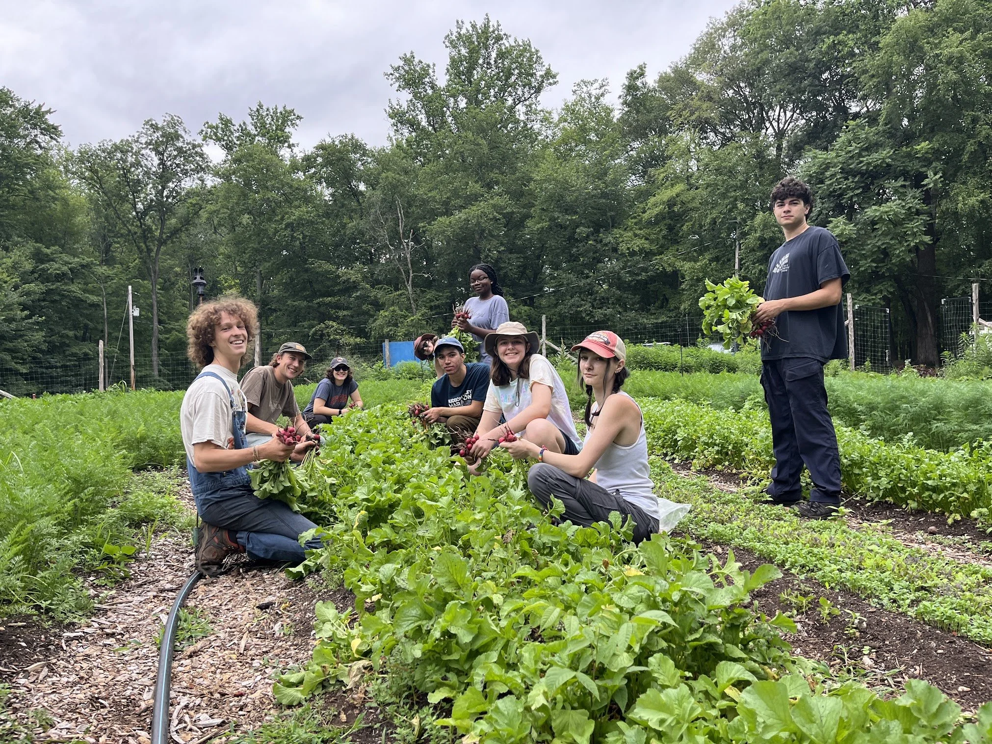 Group of young people harvesting red vegetables, likely radishes, in a community garden with lush green plants and trees in the background.