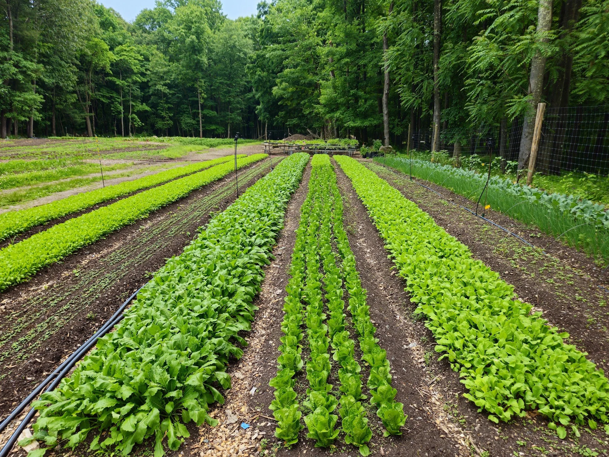 A vegetable garden with rows of leafy greens, surrounded by trees and a wire fence.