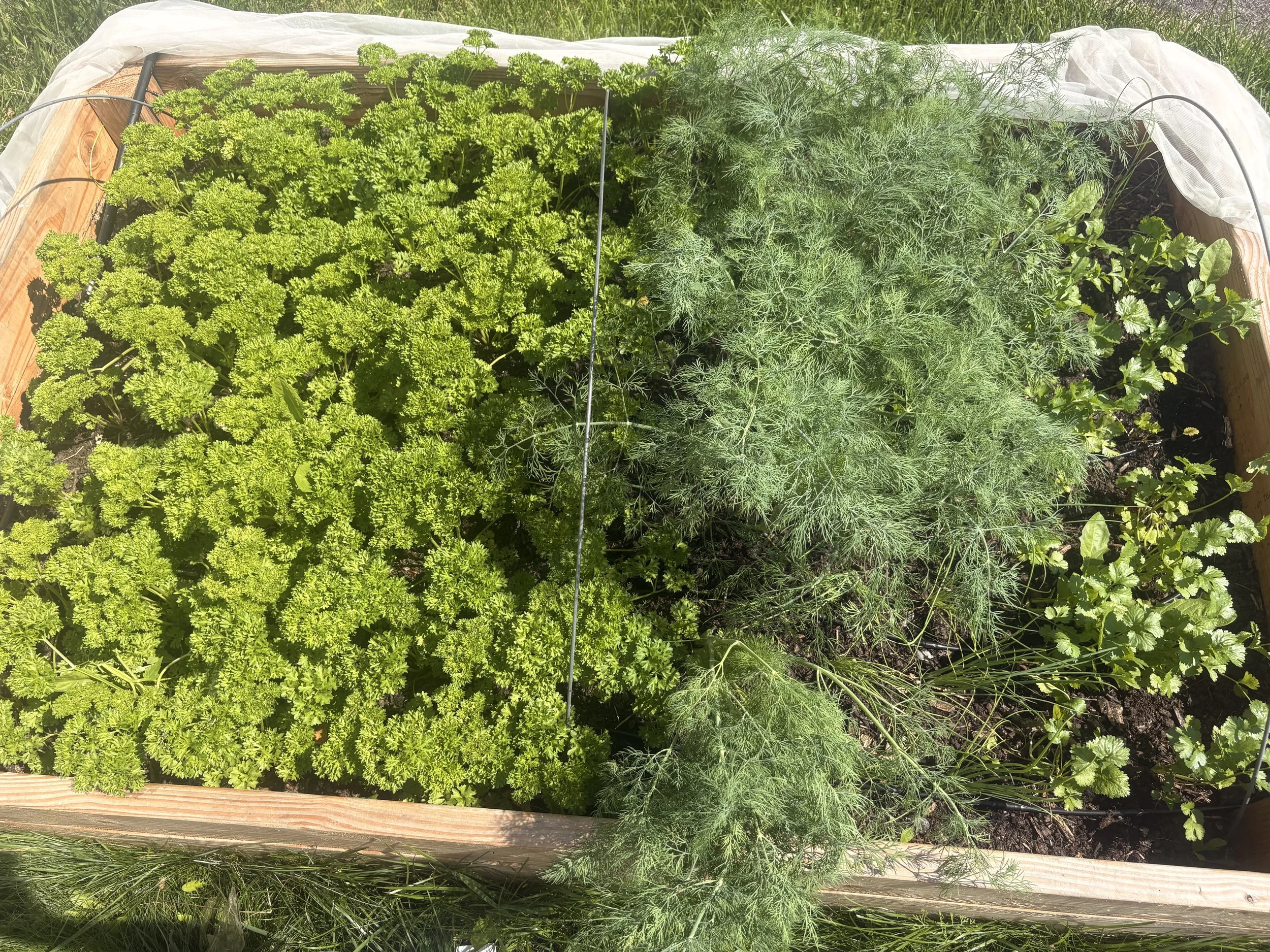 Raised garden bed with parsley on the left, dill in the middle, and cilantro on the right.