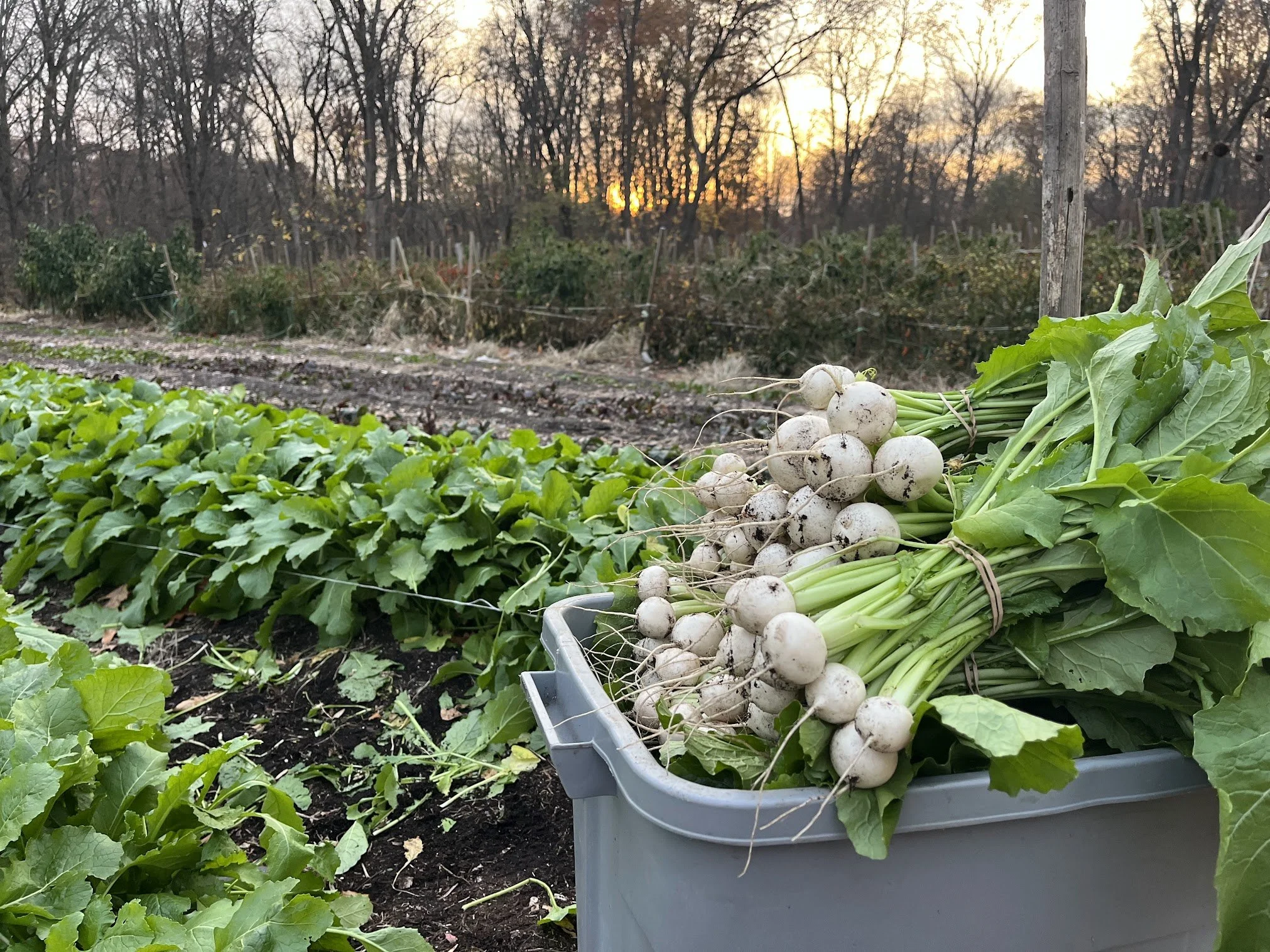Freshly harvested bunch of radishes with greens attached, resting on a plastic container in a farm with rows of green leafy vegetables and a sunset sky in the background.