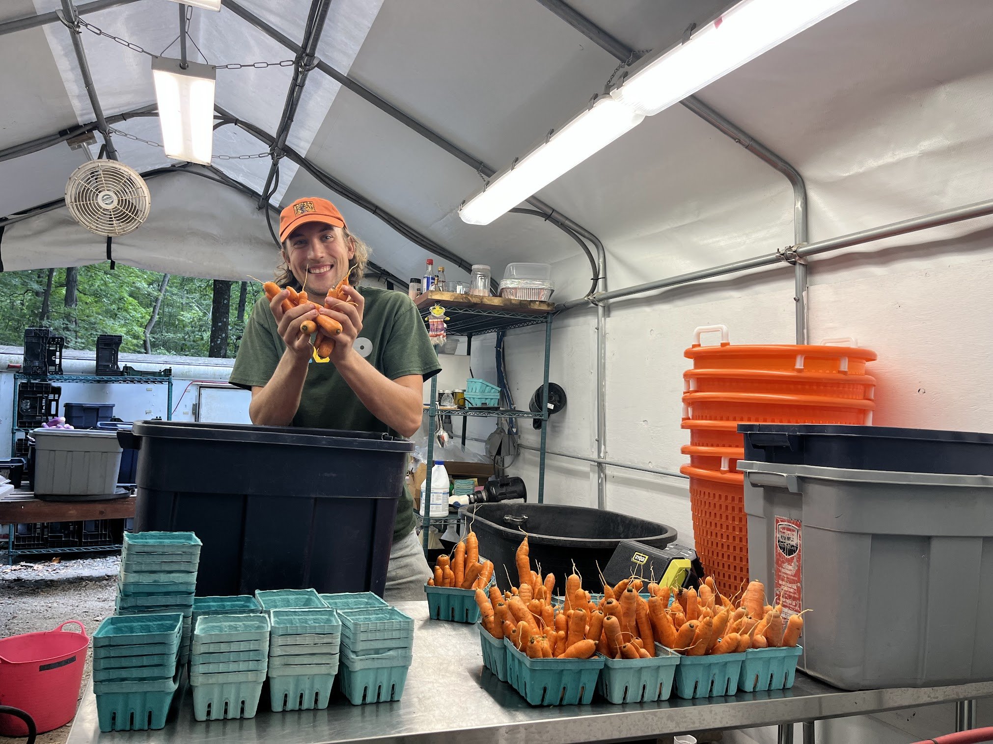 A man smiling and holding freshly harvested carrots inside a greenhouse or farming shelter, with containers of carrots on a table in front of him.
