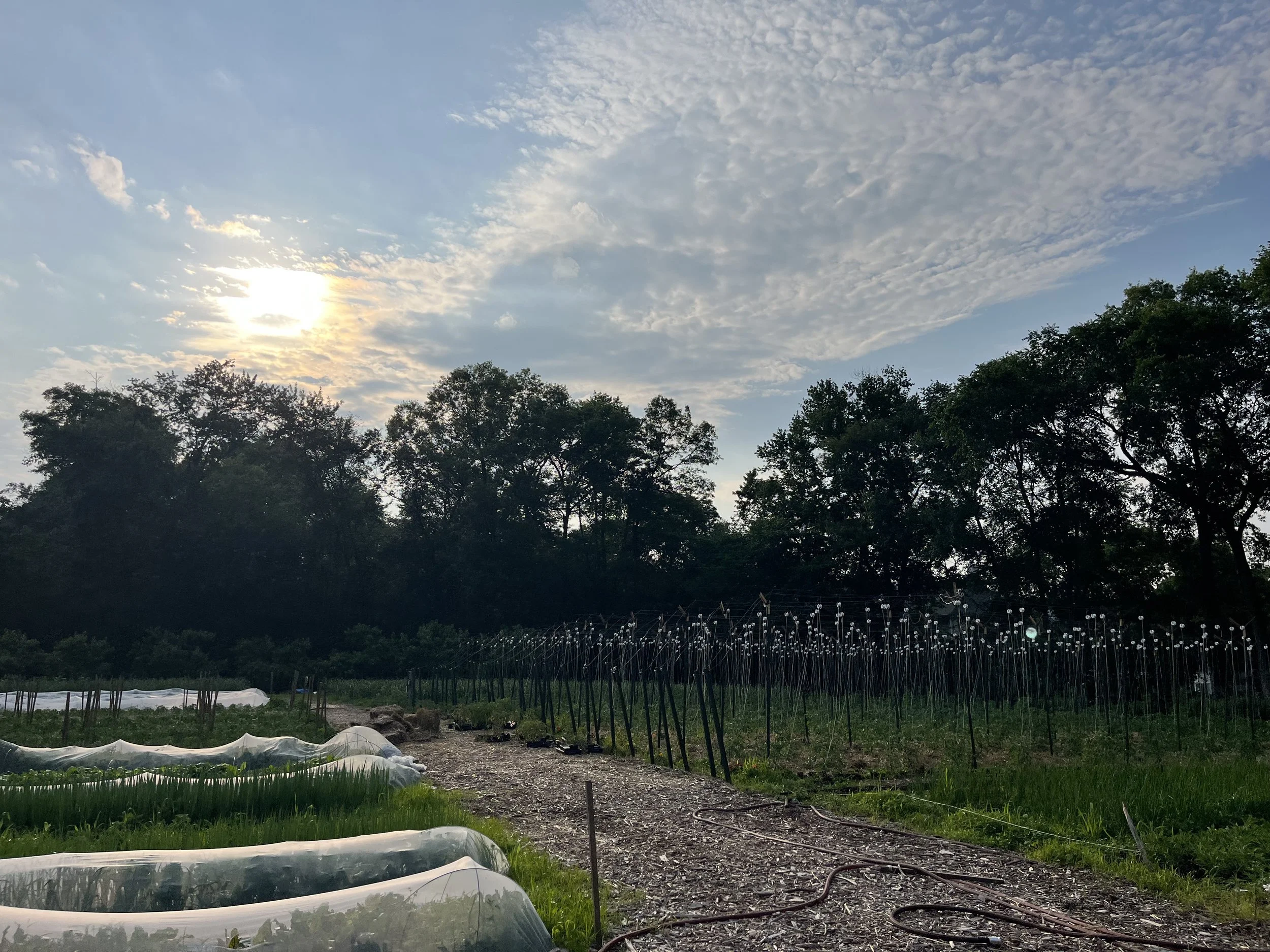 A farm scene at sunset with a gravel path, green crops under protective tunnels on the left, and a treeline in the background under a partly cloudy sky.