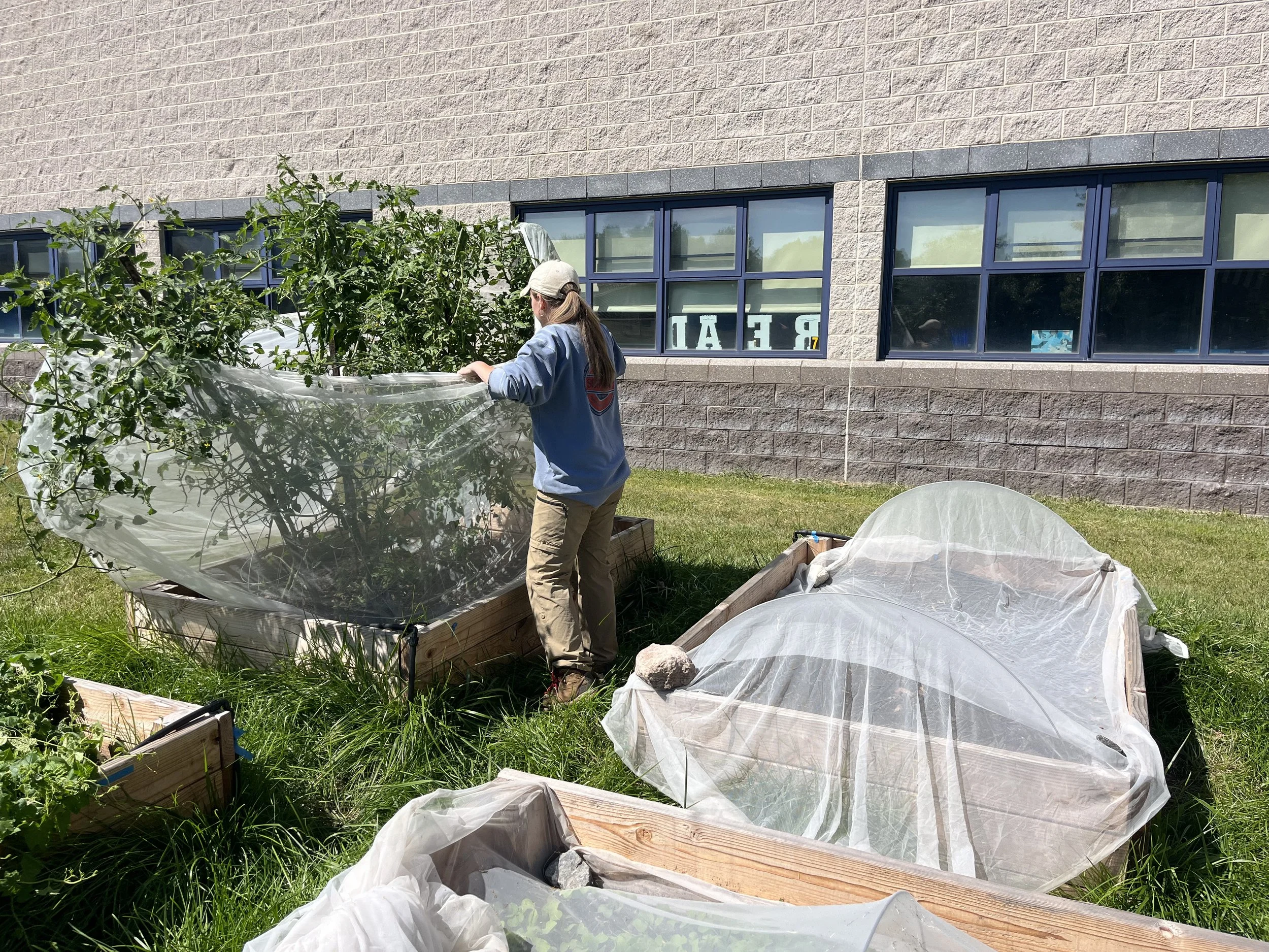 Person tending to a raised garden bed with plants, covered by a protective netting, outdoors near a building with large windows.