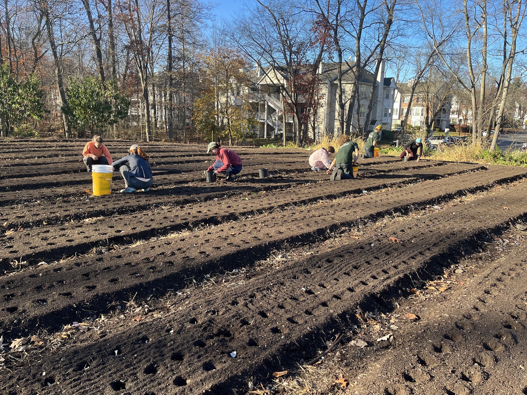 People planting or tending to a garden with freshly tilled soil in an urban or suburban area, surrounded by trees and residential buildings.