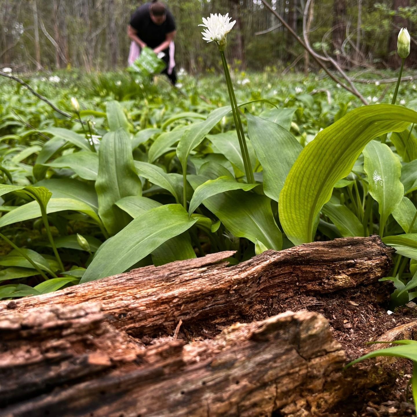 Our Chefs have been busy this week foraging for wild garlic on our Estate woodlands.🧄

This will be used in a variety of exciting dishes our chefs have been developing and will be featured in our new wedding breakfast menus.🧄

📸credit: 
@danoatenw