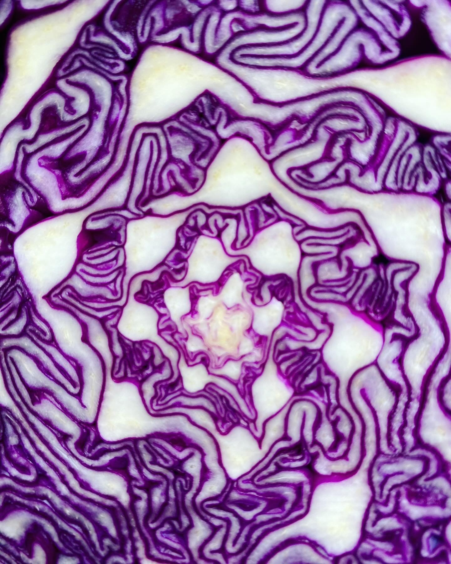 Ummm&hellip; let&rsquo;s take a weird little moment together to marvel at the beautiful, starburst inside of the humble Red Cabbage? 😆

Have a beautiful weekend, pals&hellip;