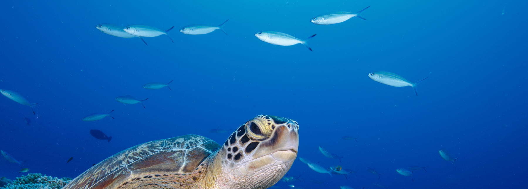 Green turtle-1800.png