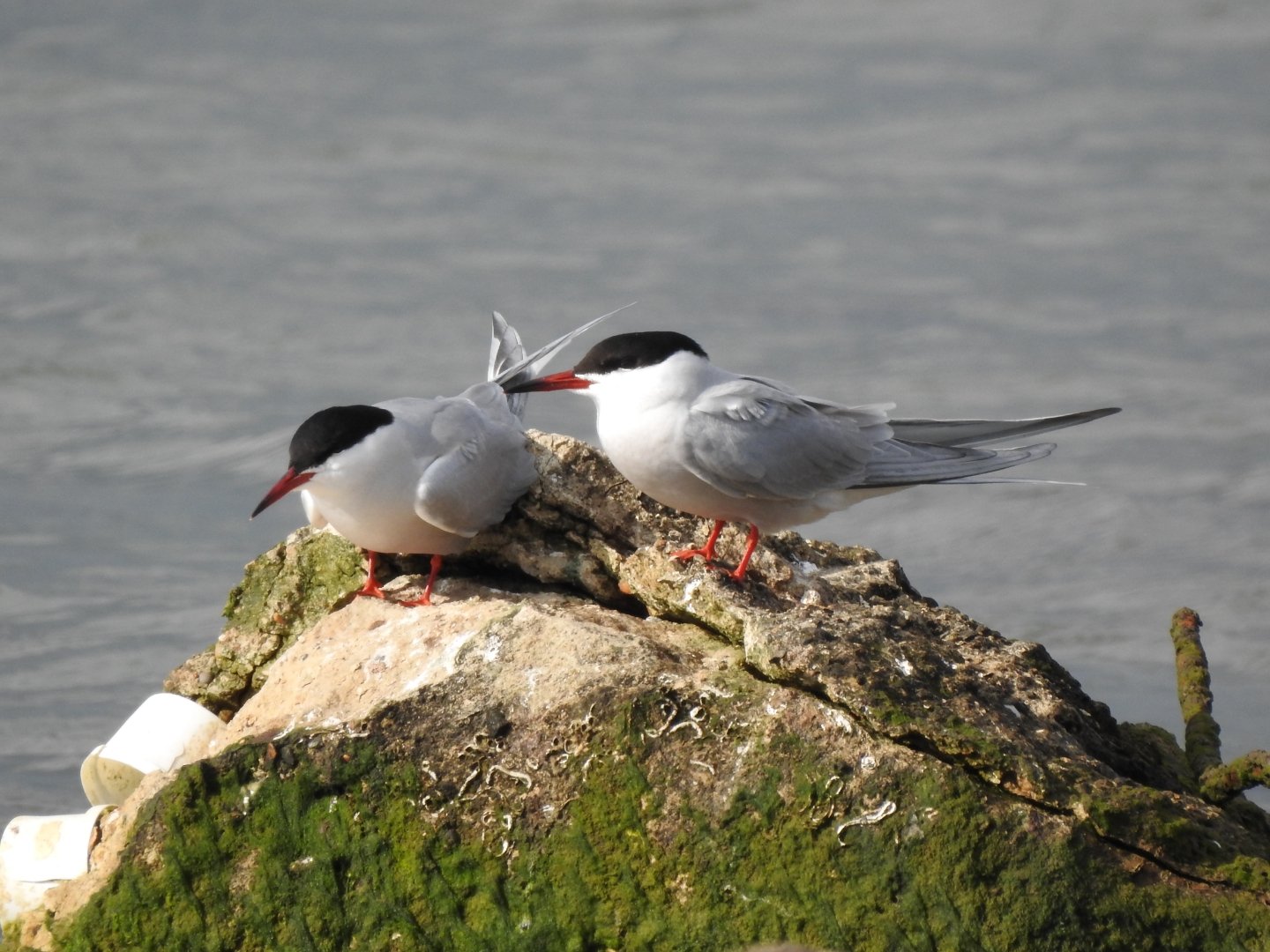 A pair of common terns freshly arrived back into the Solent for the breeding season take a rest between courtship displays.JPG