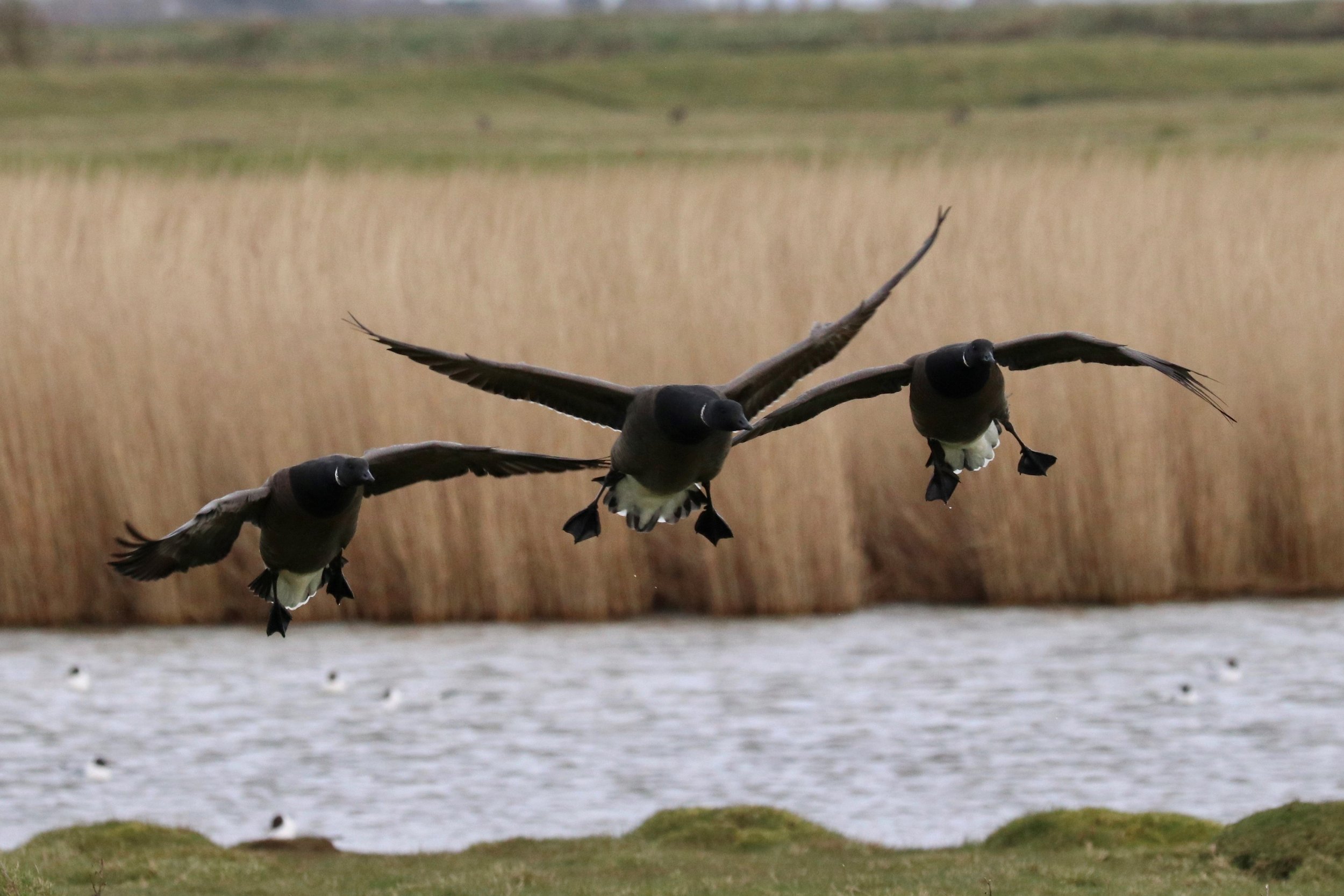 Brent Geese landing at Farlington Marshes_Gavin Holder.jpg