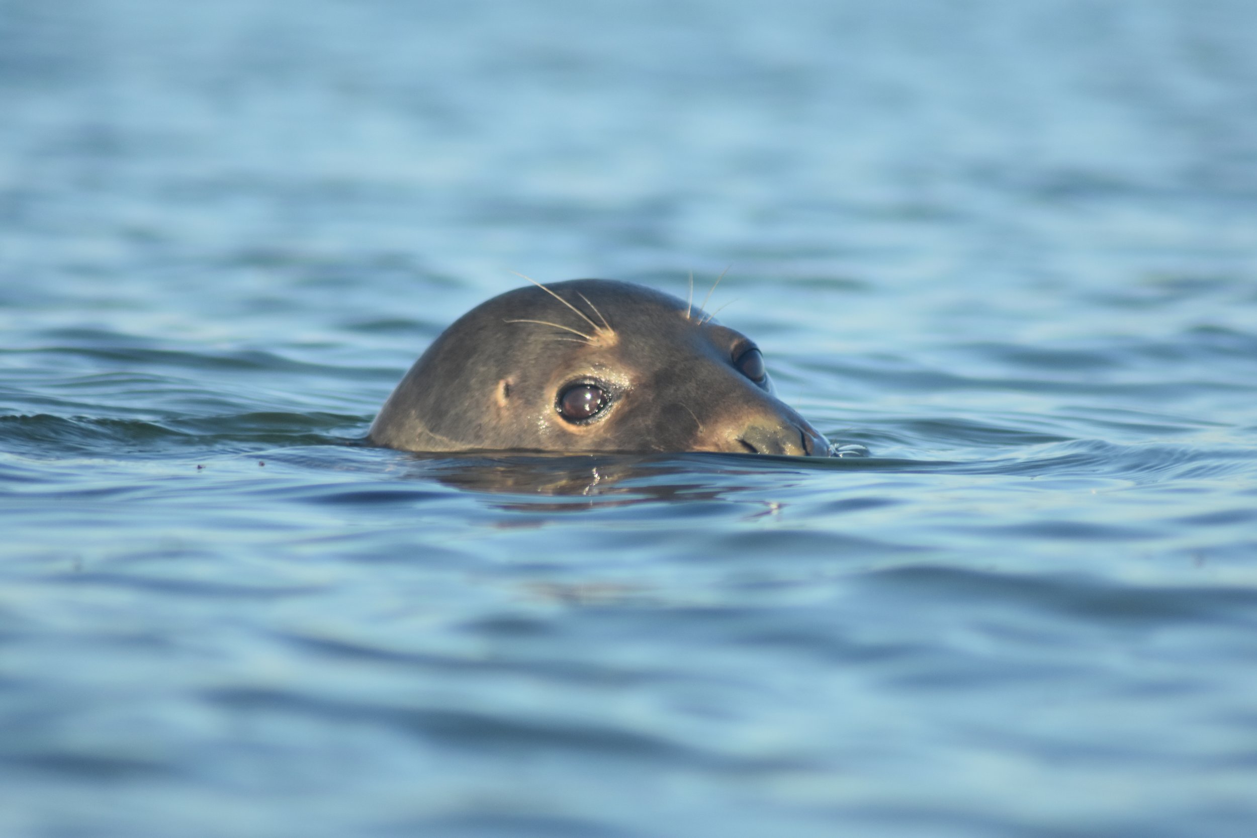 Seal in water_Luke Helmer.JPG