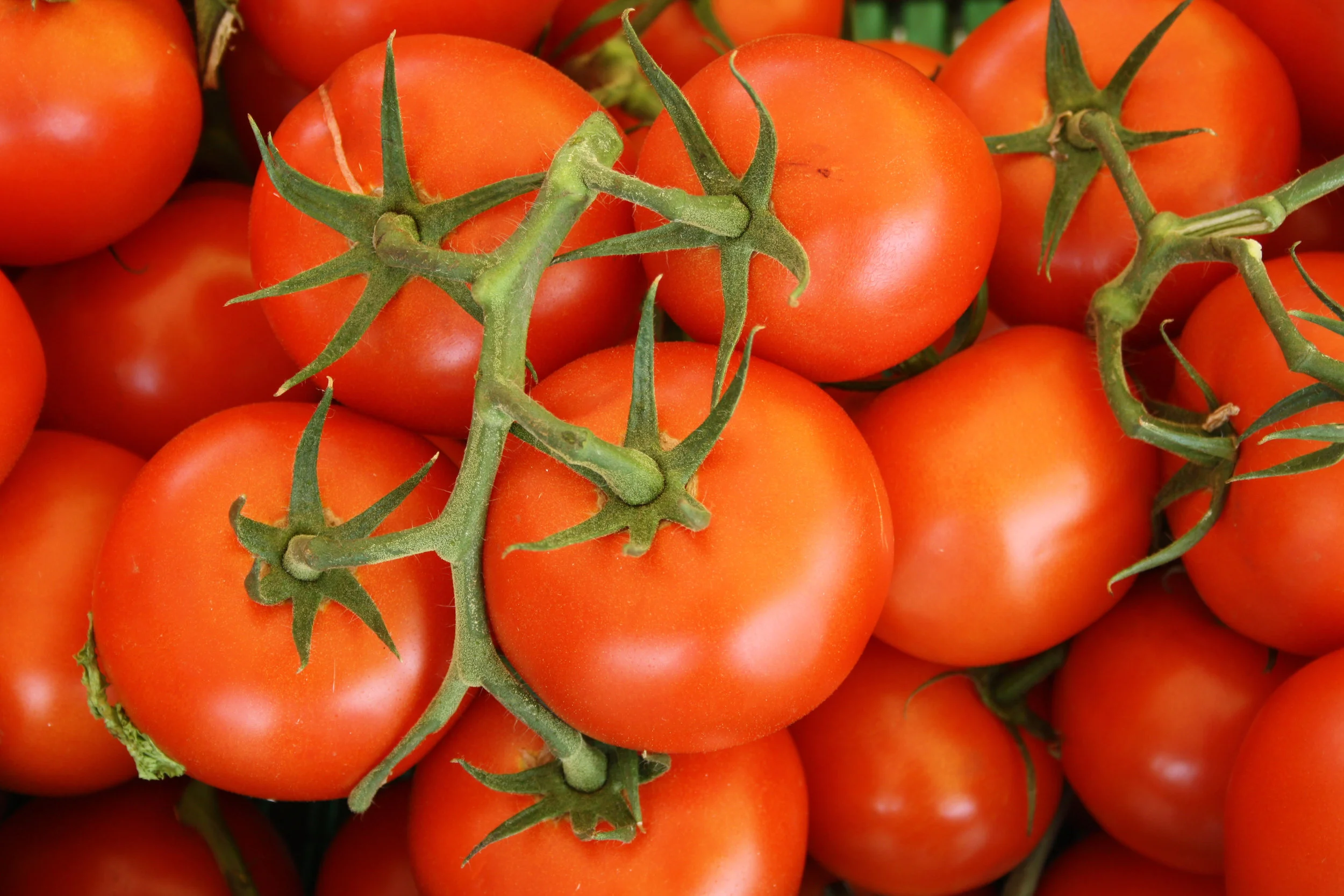 Implementing Magpi in Hydroponic Tomato Growing Operations