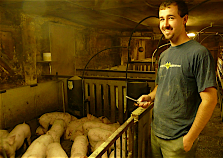 Tracking Morbidity and Mortality in Swine