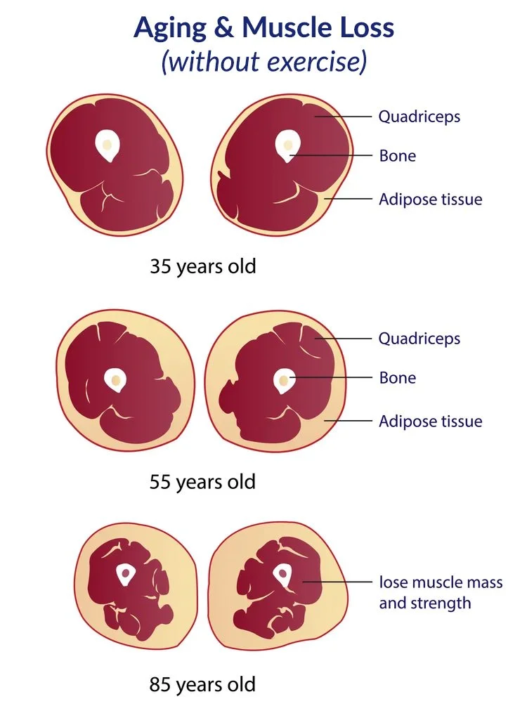 aging affect on muscle mass