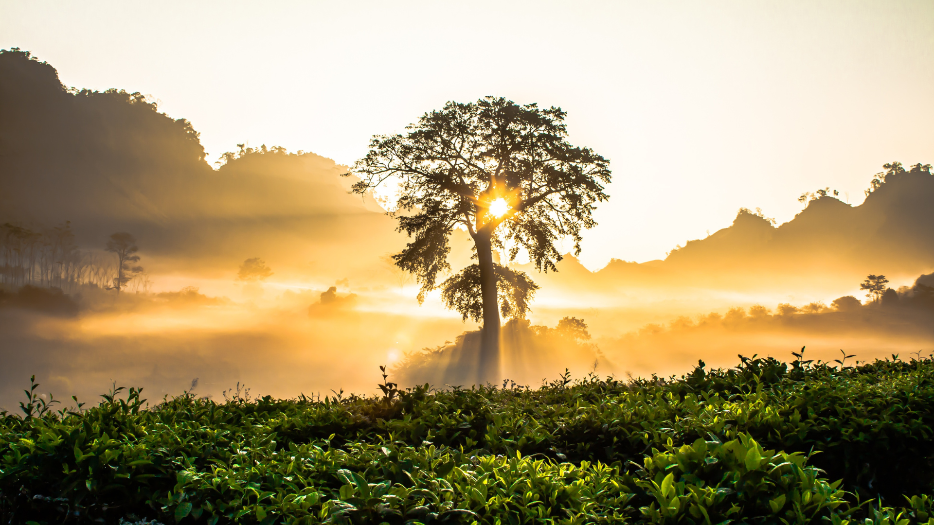 Using morning sunlight to improve sleep.