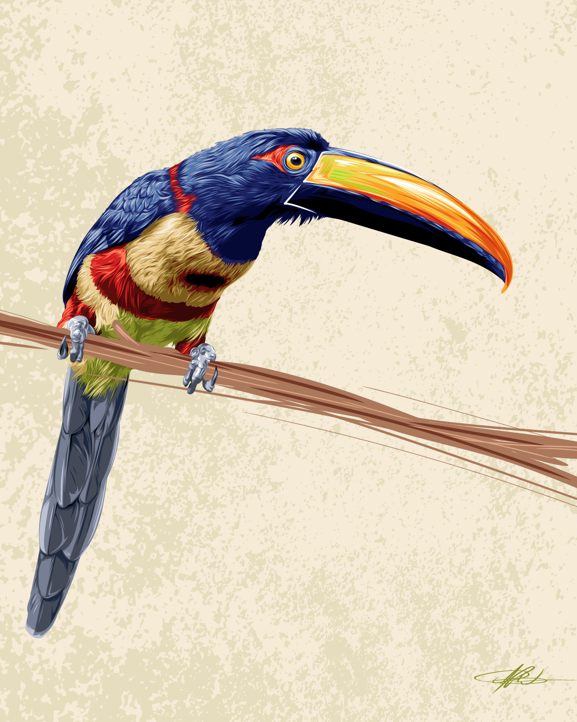 Fiery-Billed Aracari
