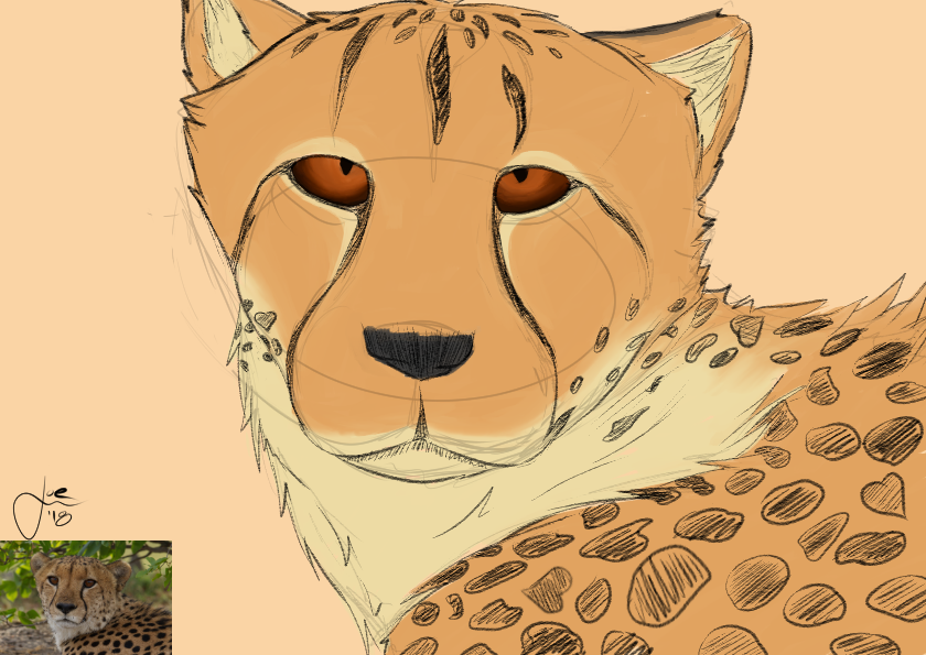 cheetahStudy 2.png