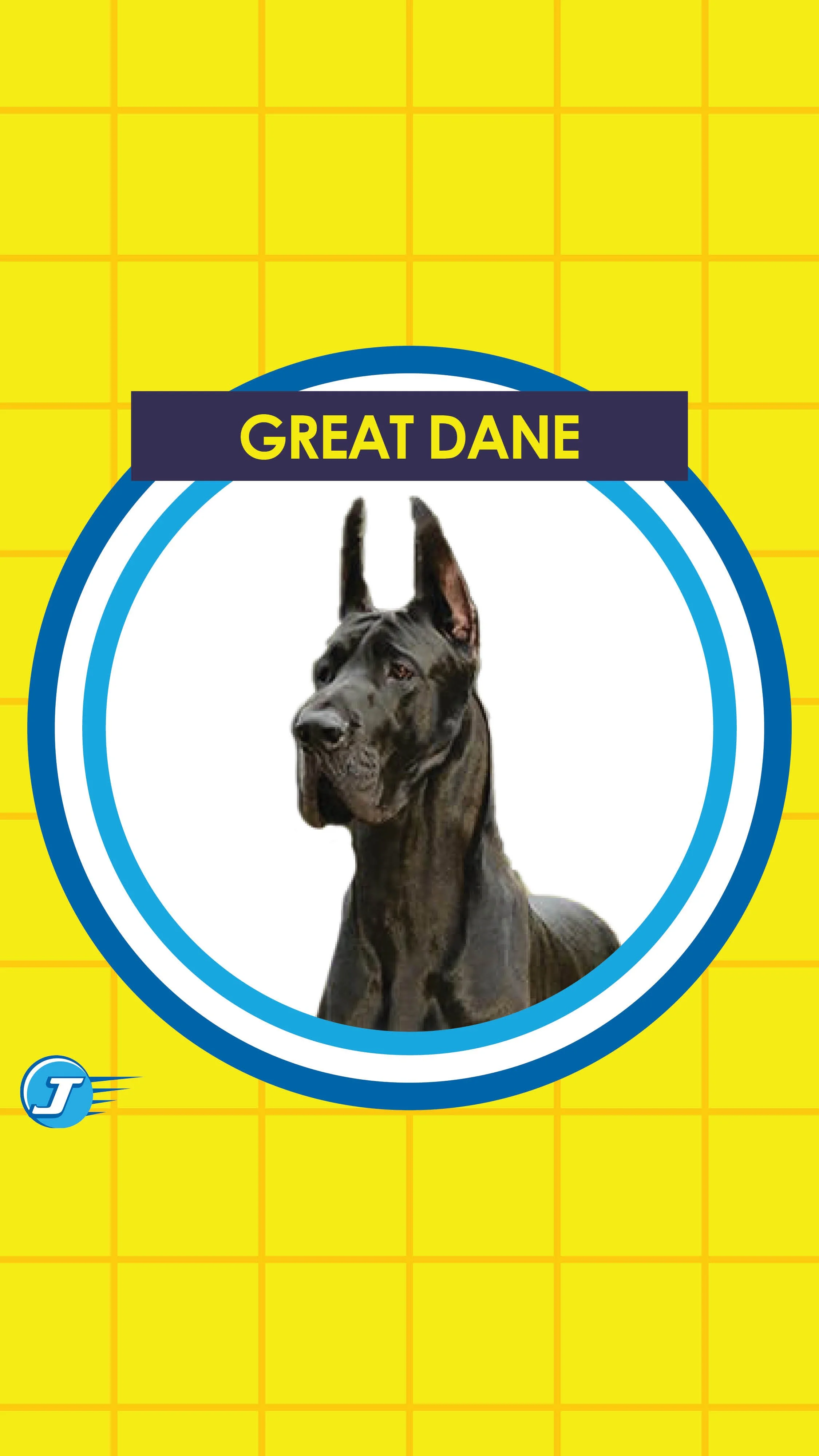 Dogs Cars-InstaStory10.jpg