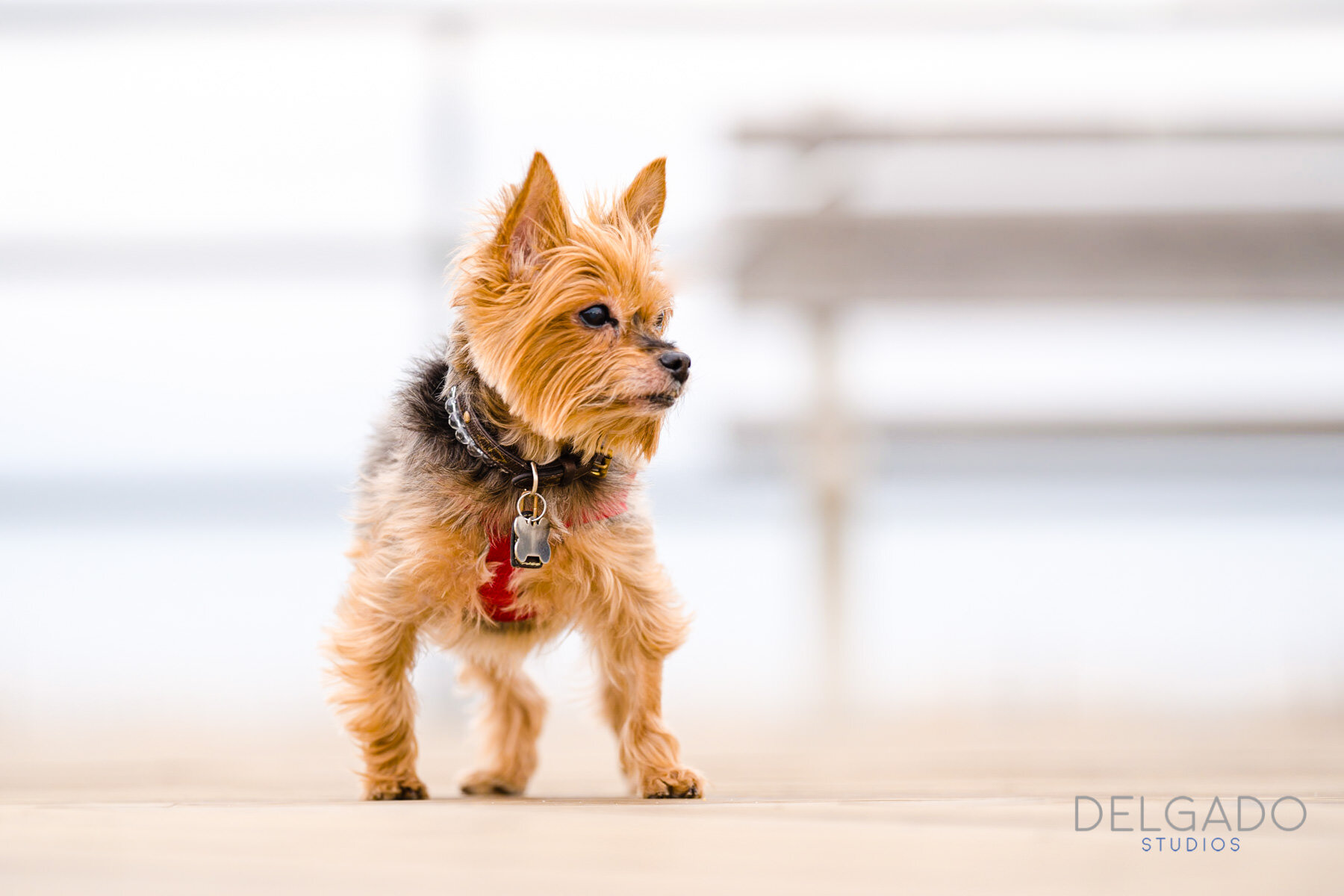 Monmouth County Pet Photographer (8 of 18).jpg