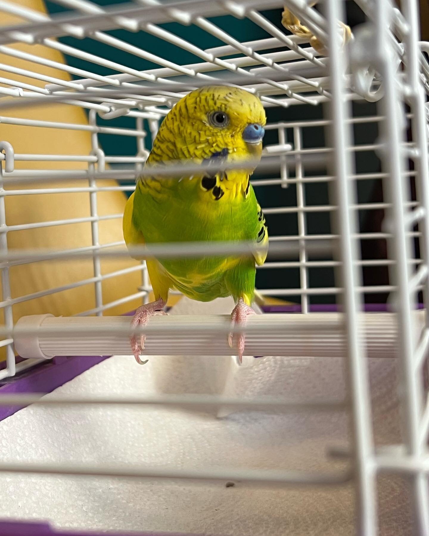 Our new friend Zippy looking his best with his vibrant feathers!