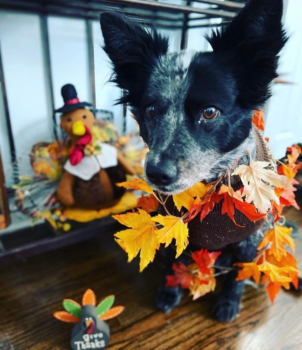 Happy Thanksgiving from the CCVH team! 
As a reminder, we are closed for the holiday today and tomorrow and will reopen Monday morning at 9:00am. 
If your pet is having a medical emergency, please refer to the Veterinary Emergency Group.