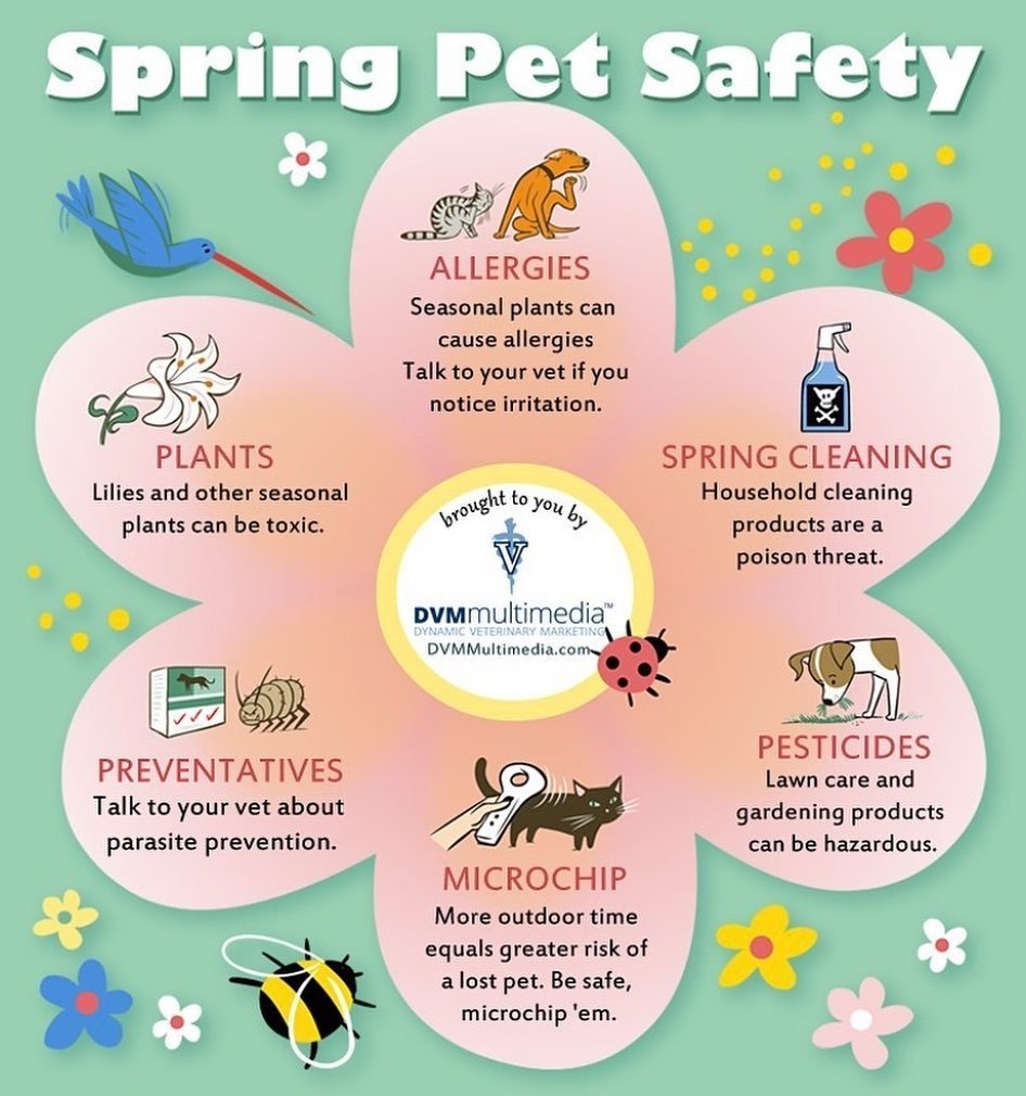 Some spring safety tips to keep our pets safe and healthy! With the spring holidays and Easter right around the corner, it is important to remember lilies are severely toxic to cats!