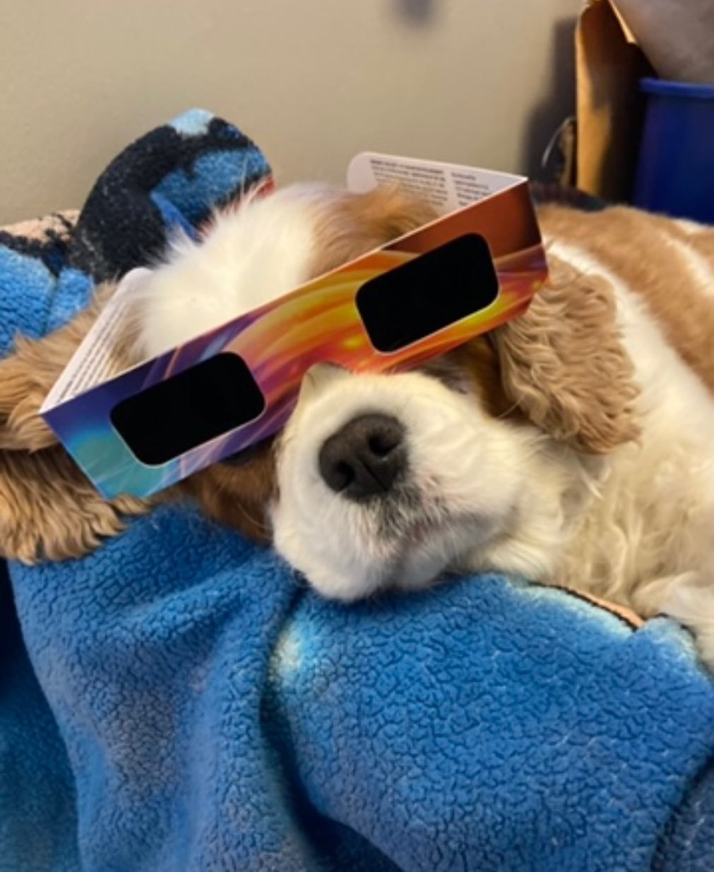 Roxy has her glasses and is ready for the solar eclipse! The office will be closed today from about 3:10pm-3:30pm so the team can be outside to view this phenomenon (with our glasses, of course!), and will then resume to normal business hours for the