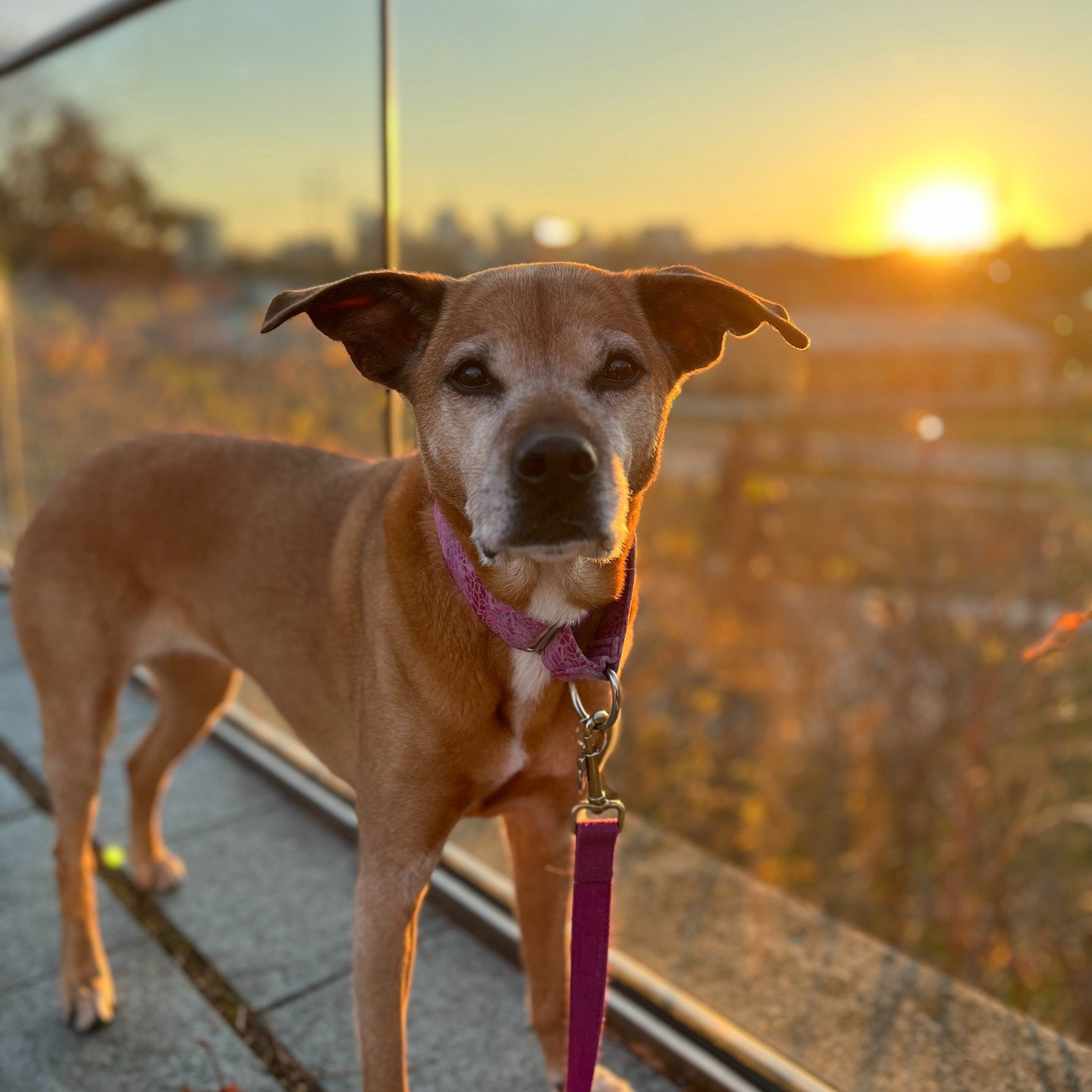 Meet Lucy, our Pet of the Month for April! 

Lucy is a gentle, curious and clever girl who is affectionally called Sweet Lu by the humans in her life. 

Lucy loves to stop mid-stride to catch all the smells in even the most gentle breeze. She moves a