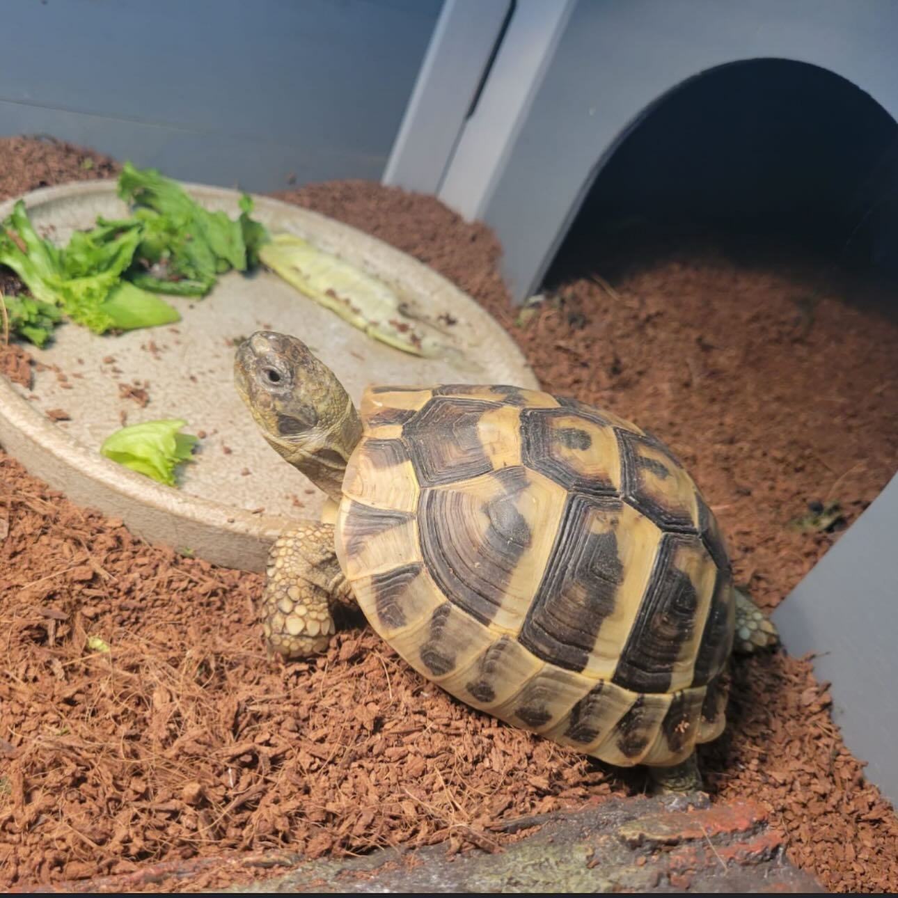 Say hello to the exotic pet of the month for April Soup! 
Soup the Hermann&rsquo;s Tortoise enjoys warm days basking in the sun and digging in her outside enclosure or &ldquo;summer home&rdquo;. She&rsquo;s a big fan of shell scratches and cucumber s