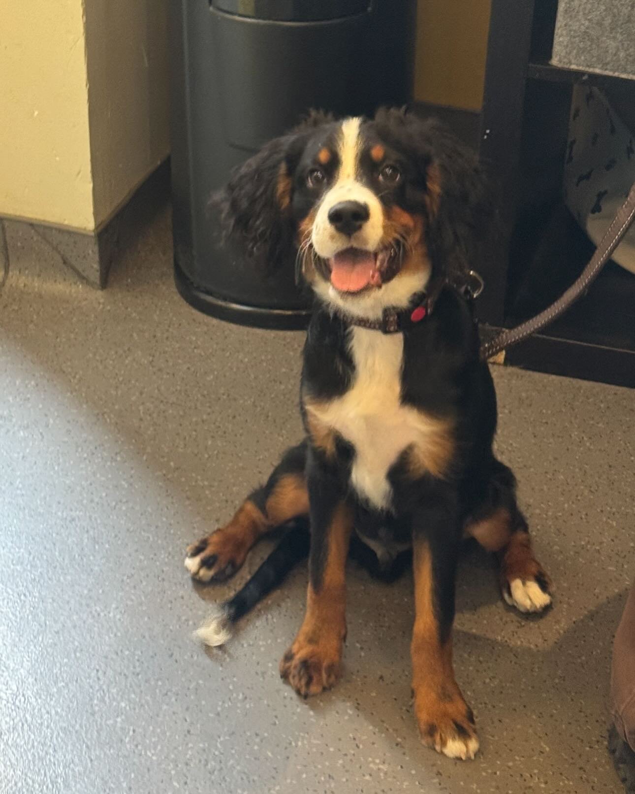 Dimples had a great first puppy visit with us today!!