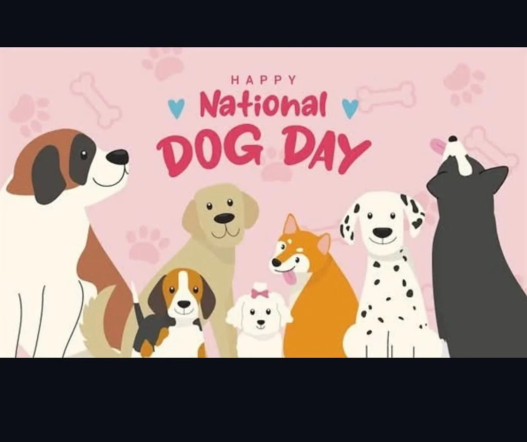 Happy National Dog day!!! Here at CCVH it&rsquo;s always dog day to us🐶🐾