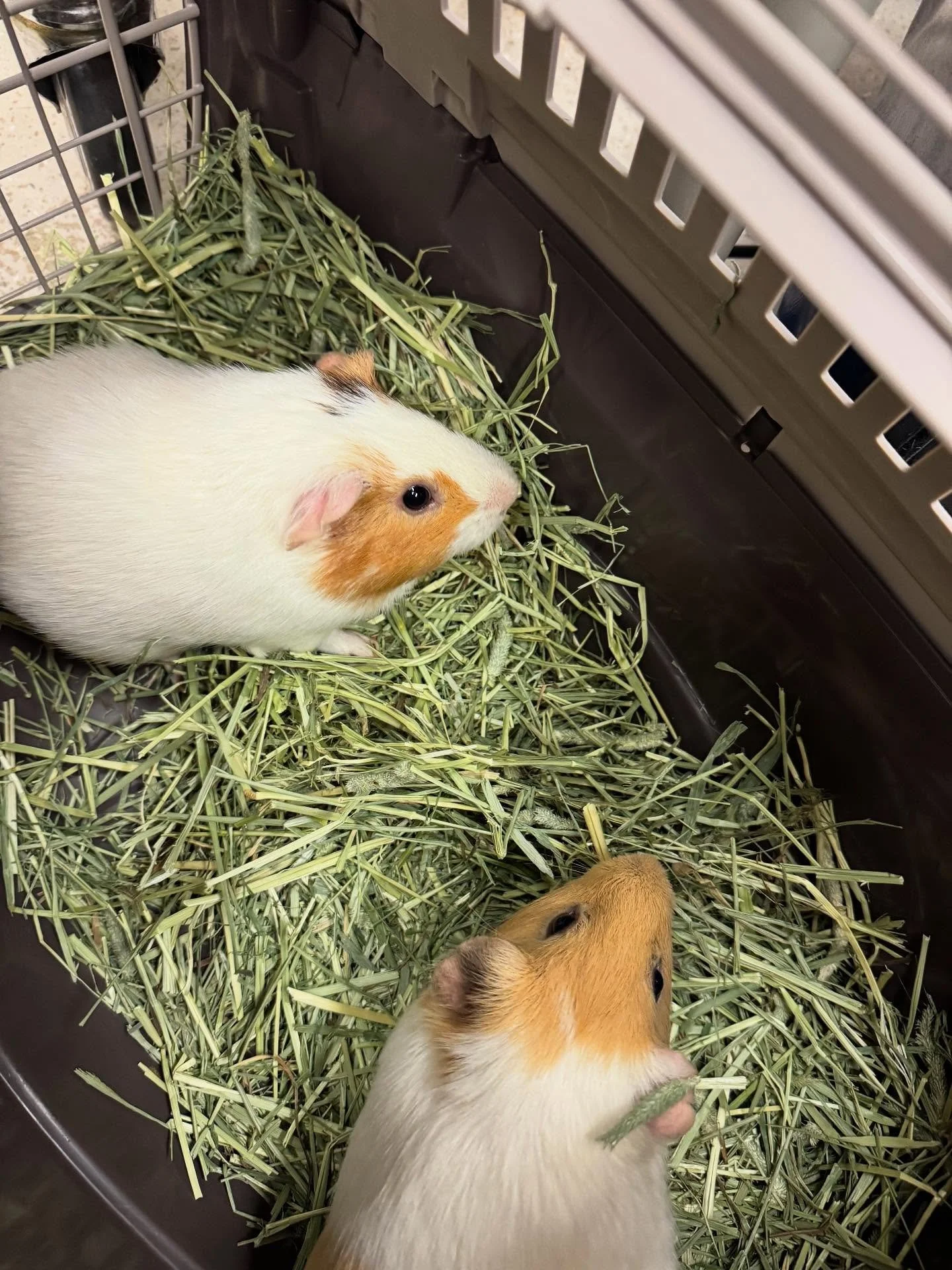 Look at this cute family of piggies we saw today! Casper, French Toast, and Sonic were the best 3 little pigs today 🤗