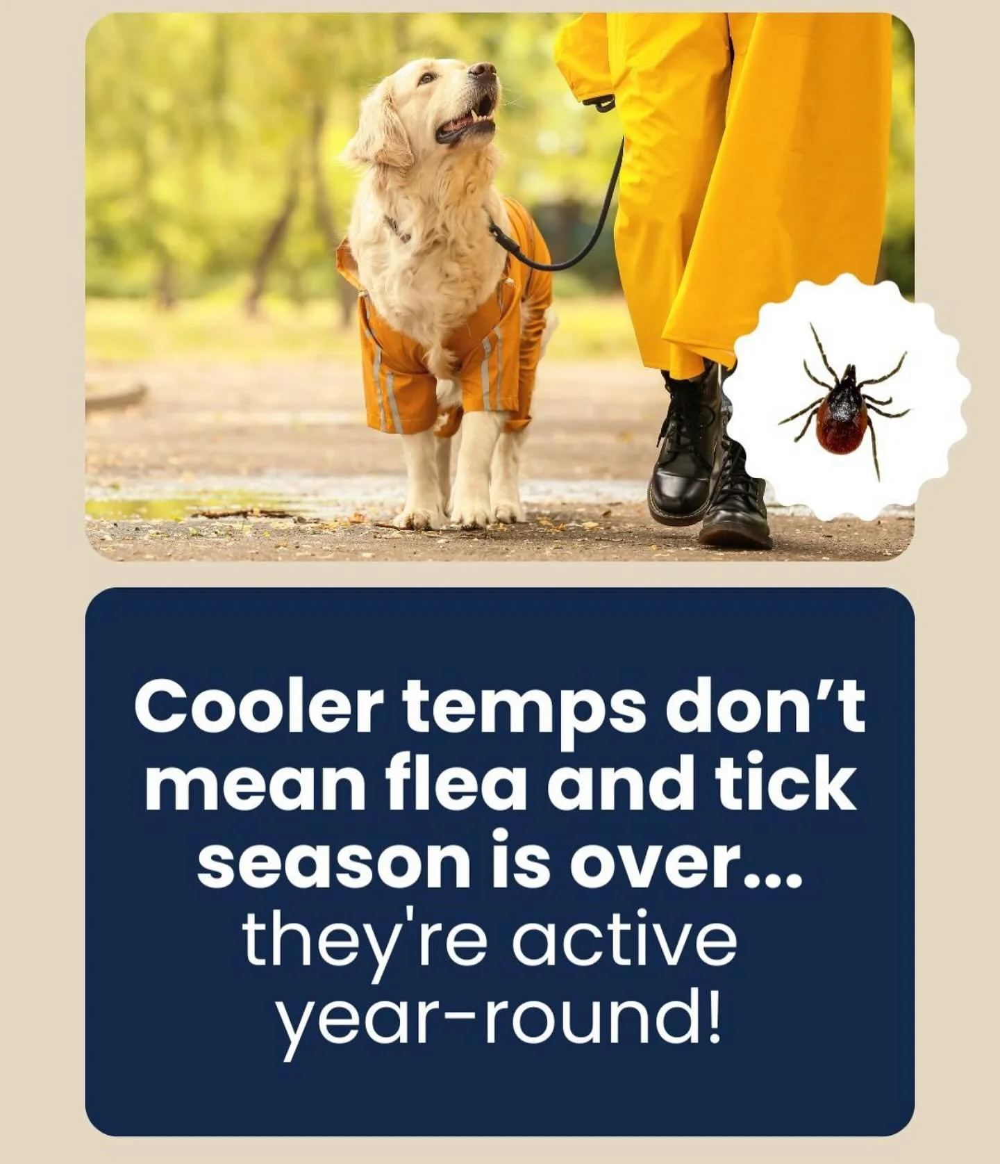 Many pet owners are surprised to learn that some flea and tick products, like Frontline, may no longer be as effective as they once were. If your pet is still experiencing flea issues despite regular use, it may be time to explore alternative prevent