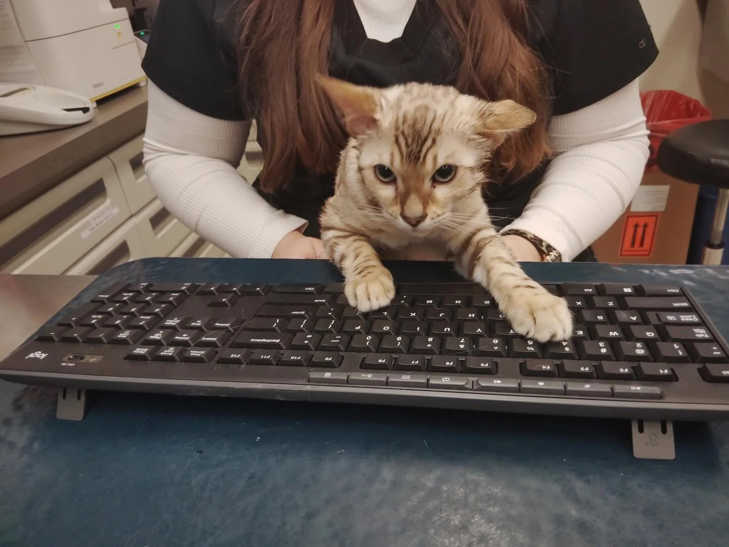 Theodore was helping us write emails this morning after his neuter with Dr. Cohen 🩷