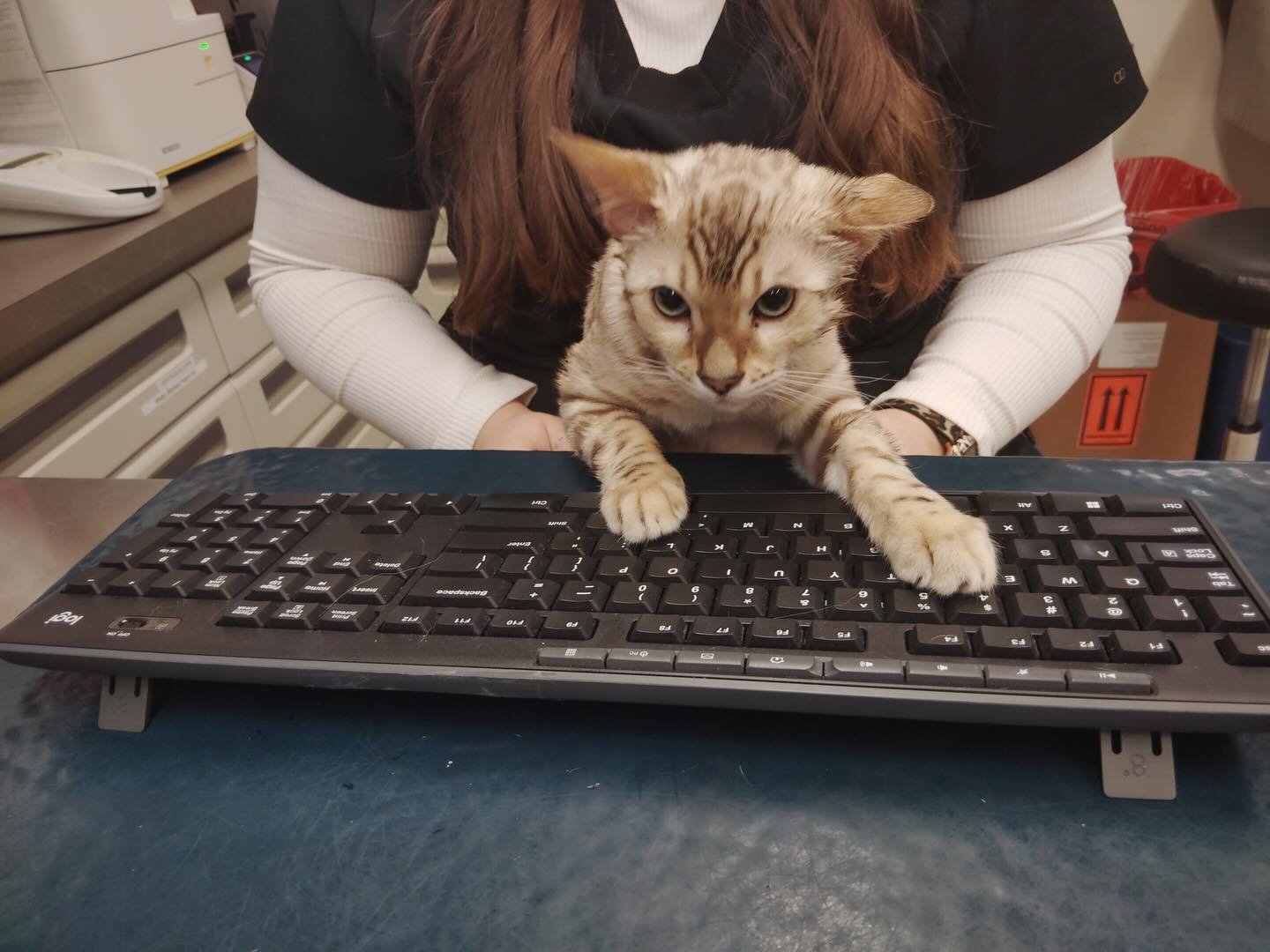 Theodore was helping us write emails this morning after his neuter with Dr. Cohen 🩷