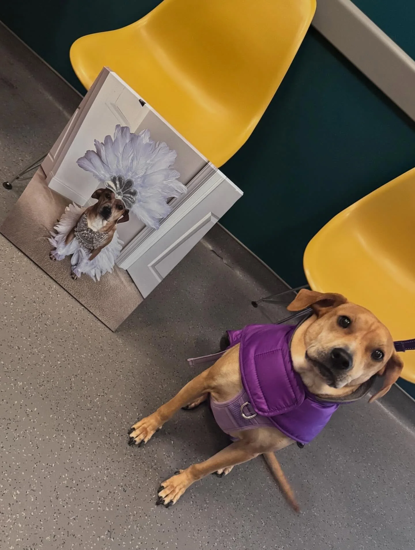 Macy is the pet of the month for December and she came in for a pedicure today so we had to grab some pictures! 🩷