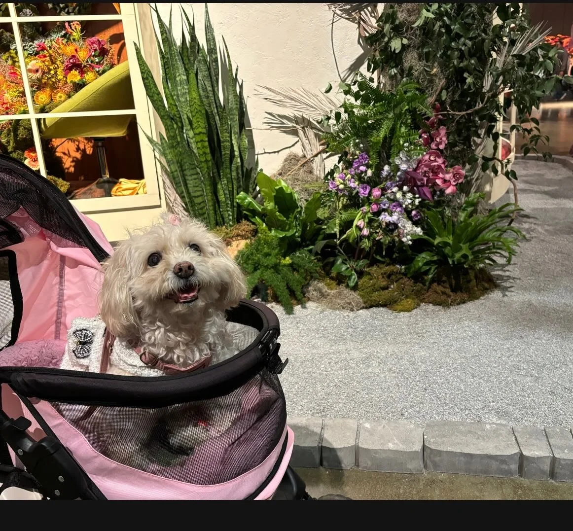 Little miss Delilah had a great time at the flower show 🌸🌺🌼