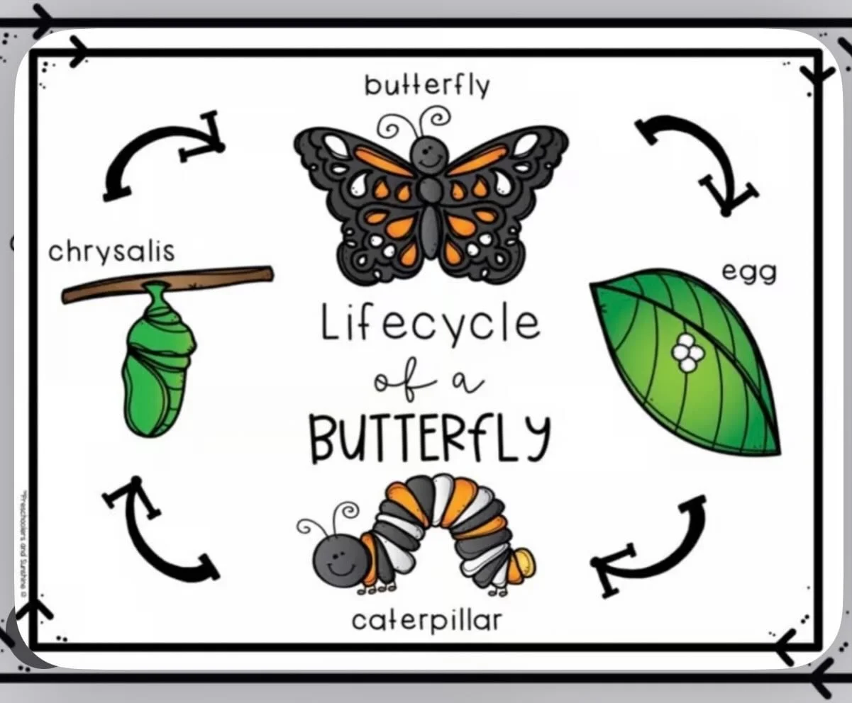 ✨🦋 Big News! 🦋✨ You will notice something new in our lobby pretty soon. Come watch the amazing journey from caterpillar to butterfly up close! You are free to stop by and experience the magic with us 💜 #caterpillars #butterfly #spring