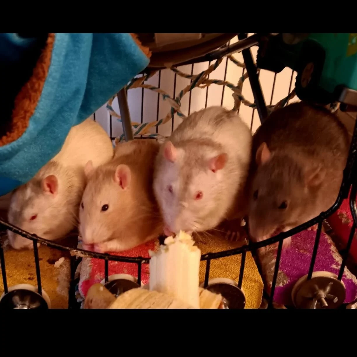 Cam, Dui , Taser, and Blue enjoying a banana 🍌🍽️