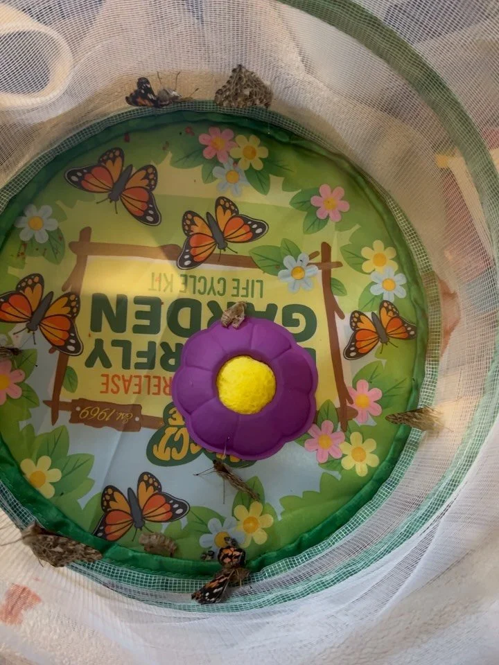 🦋 They are here ! 🦋