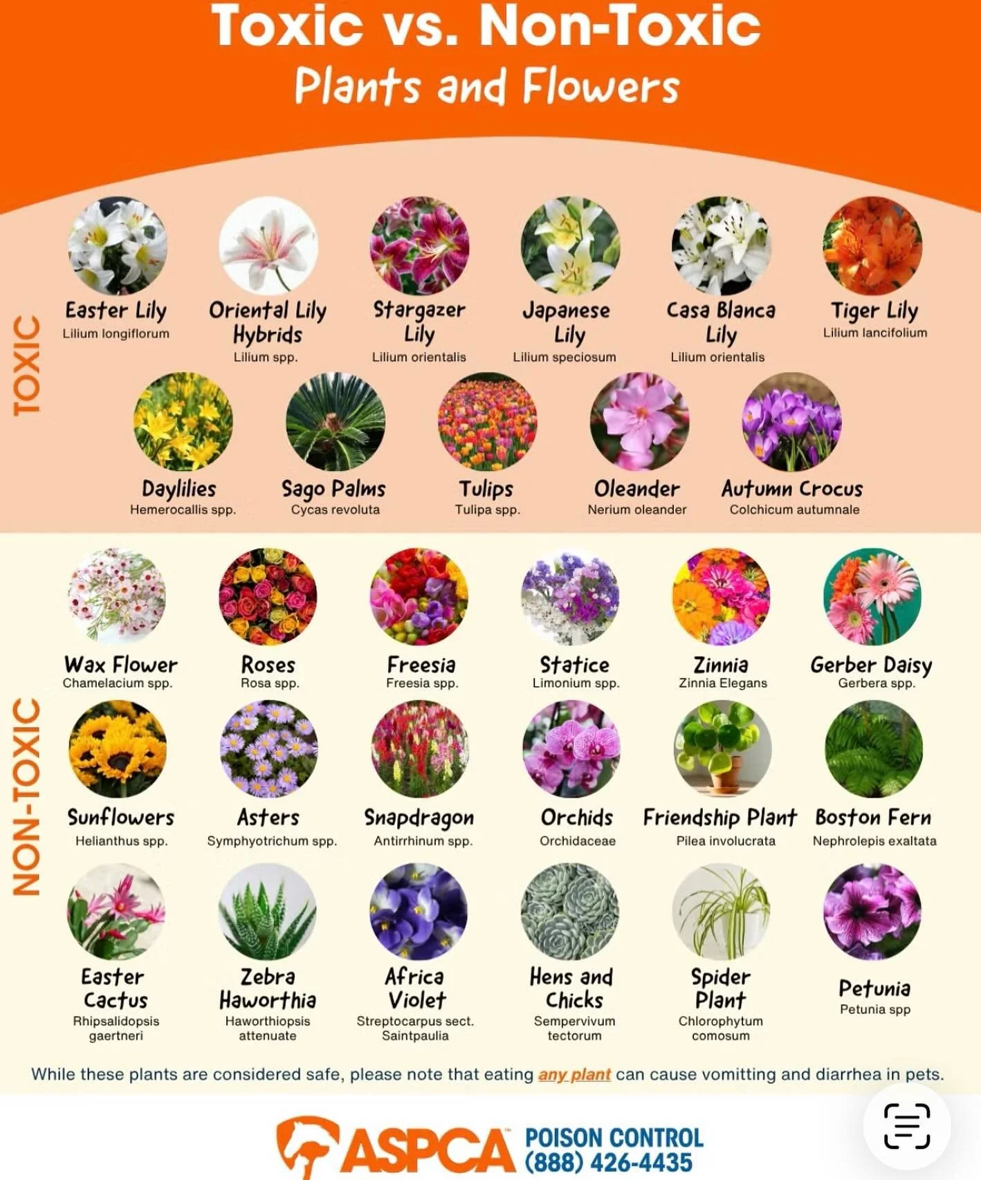 Spring is in the air, and so are the flowers! While many plants brighten up your home and garden, some can be toxic to pets. Before bringing new blooms home, make sure they&rsquo;re pet safe! 🌸🌱 #cathealth #petcaretips #vetclinic #doghealth