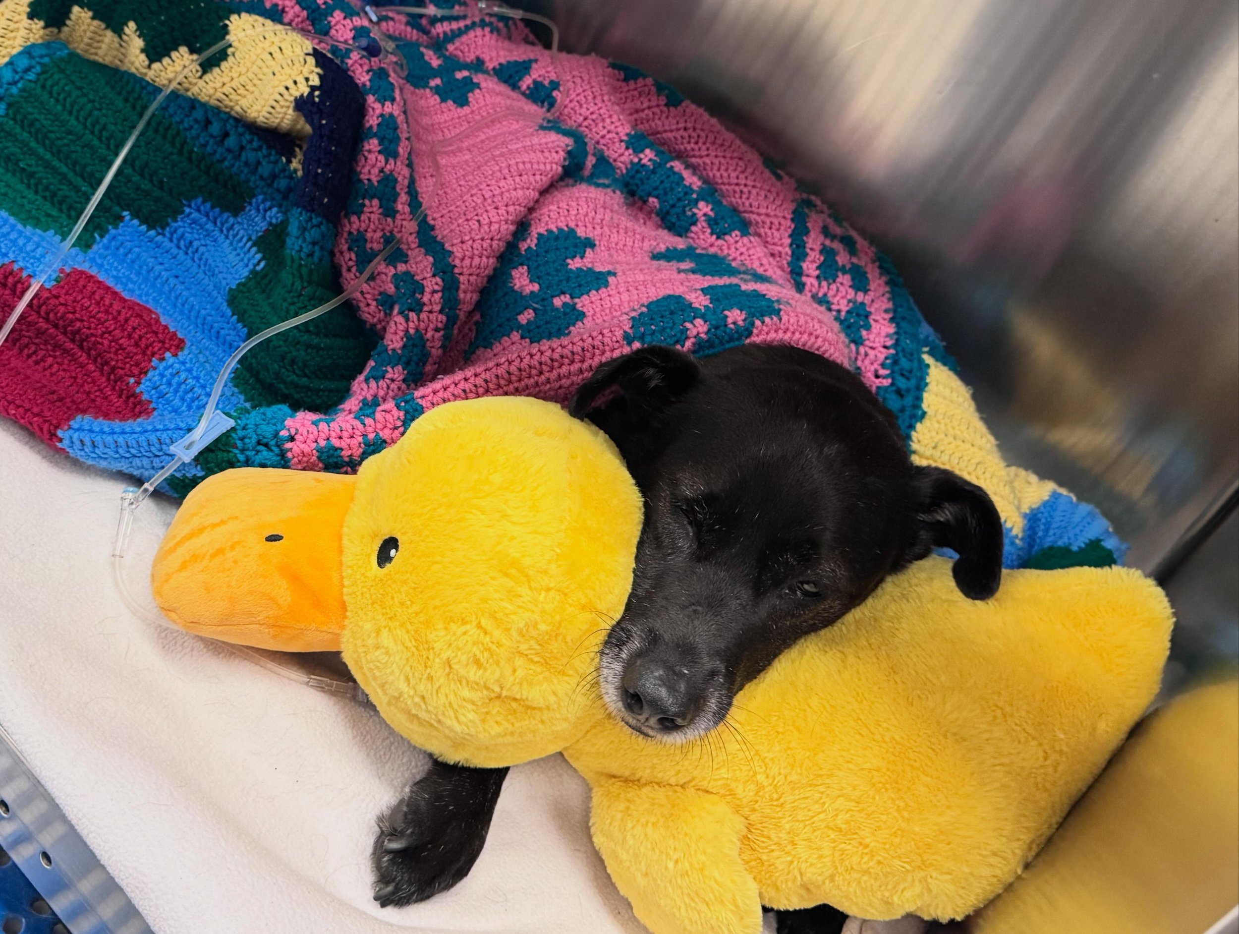 Mac is recovering from his dental procedure with his emotional support duck 💛