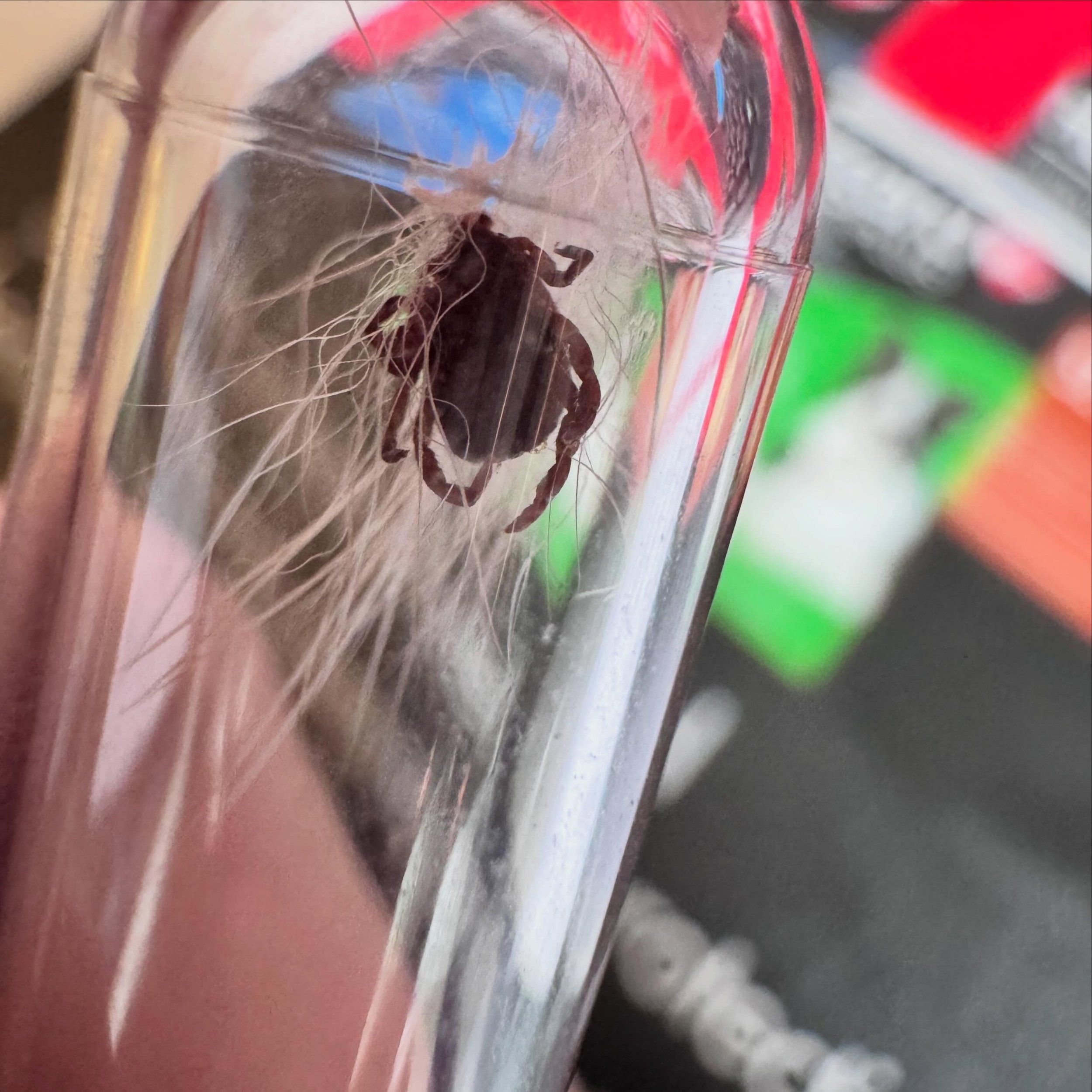 Here is a recent tick we took off a patient to conclude Lyme disease awareness month ! Flea and tick prevention is so important, even in the city!