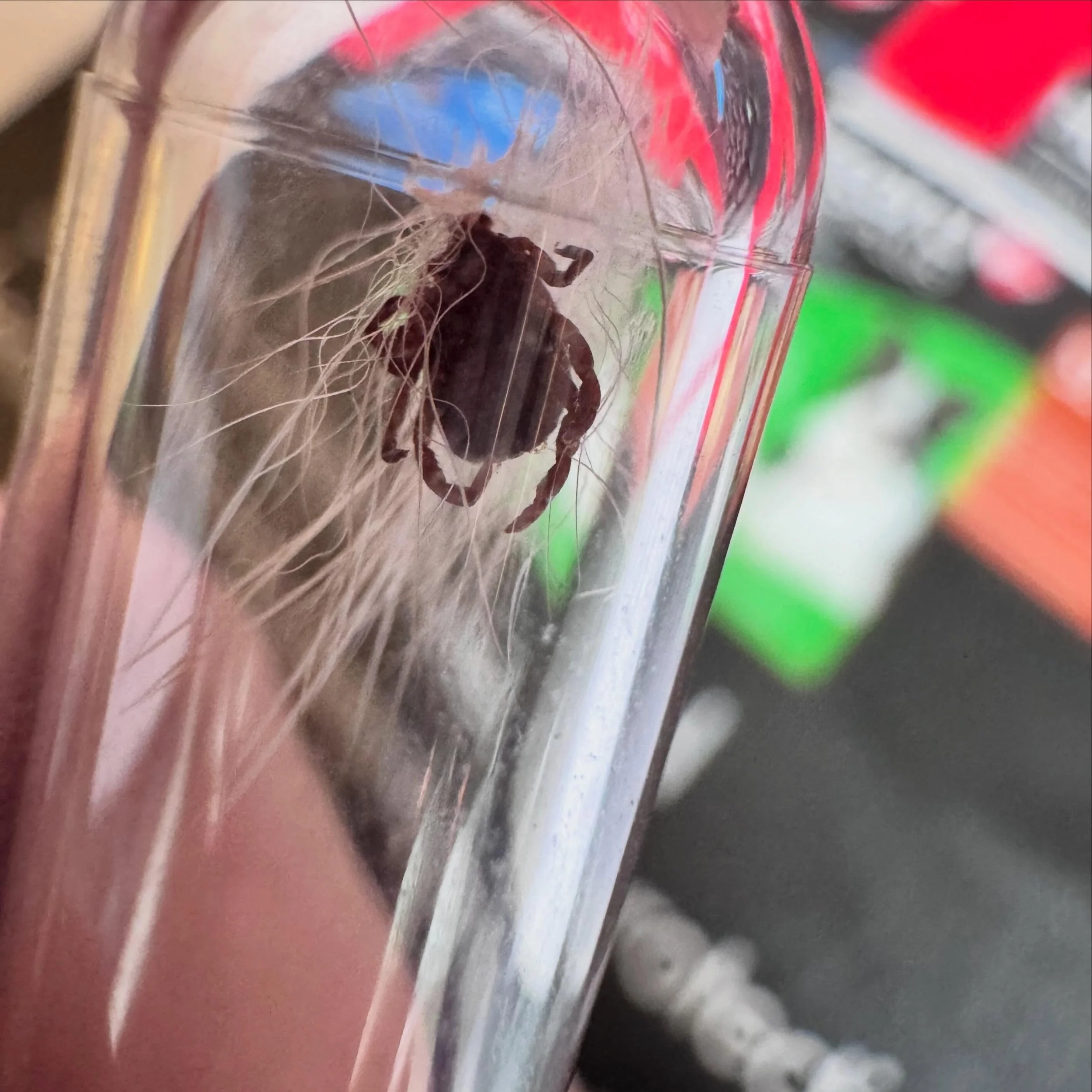 Here is a recent tick we took off a patient to conclude Lyme disease awareness month ! Flea and tick prevention is so important, even in the city!