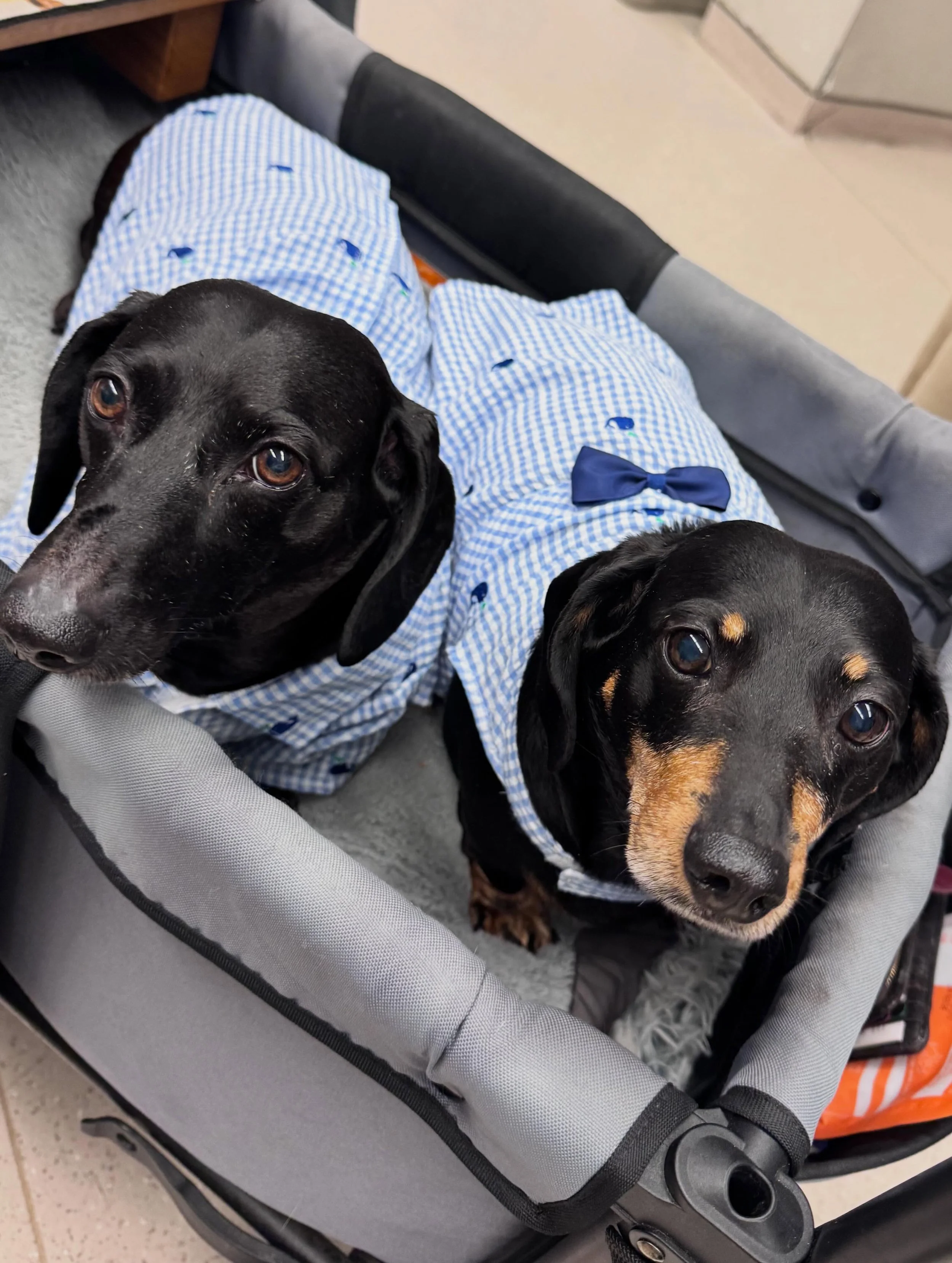 Buddy &amp; Harley got all dressed up for their nail trim appointment with us this morning! Such cuties!!