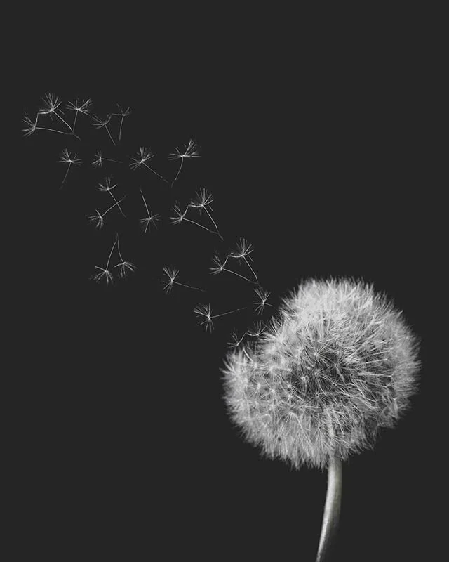 🔻Dandelion
◾Anglický názov pre Púpavu je jednoducho krajší 😊
◾Po extrémne dlhej dobe čiernobiela fotka ale pri púpave sa to fakt podľa mňa hodí.
◾Všeobecne čiernobiele fotky majú