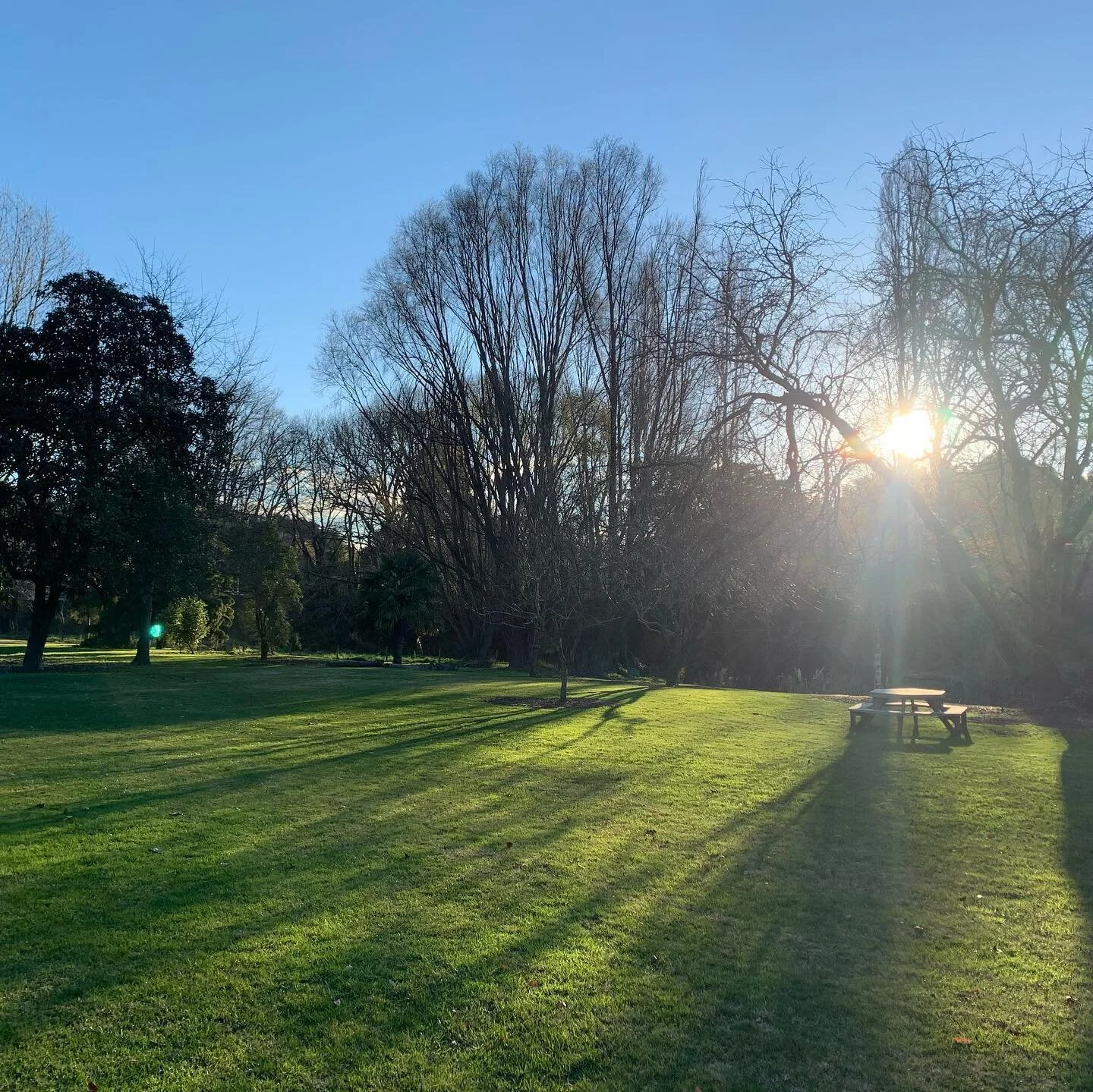 Admiring the last of the days sunlight streaming through the bare trees this afternoon 🍂 🌳